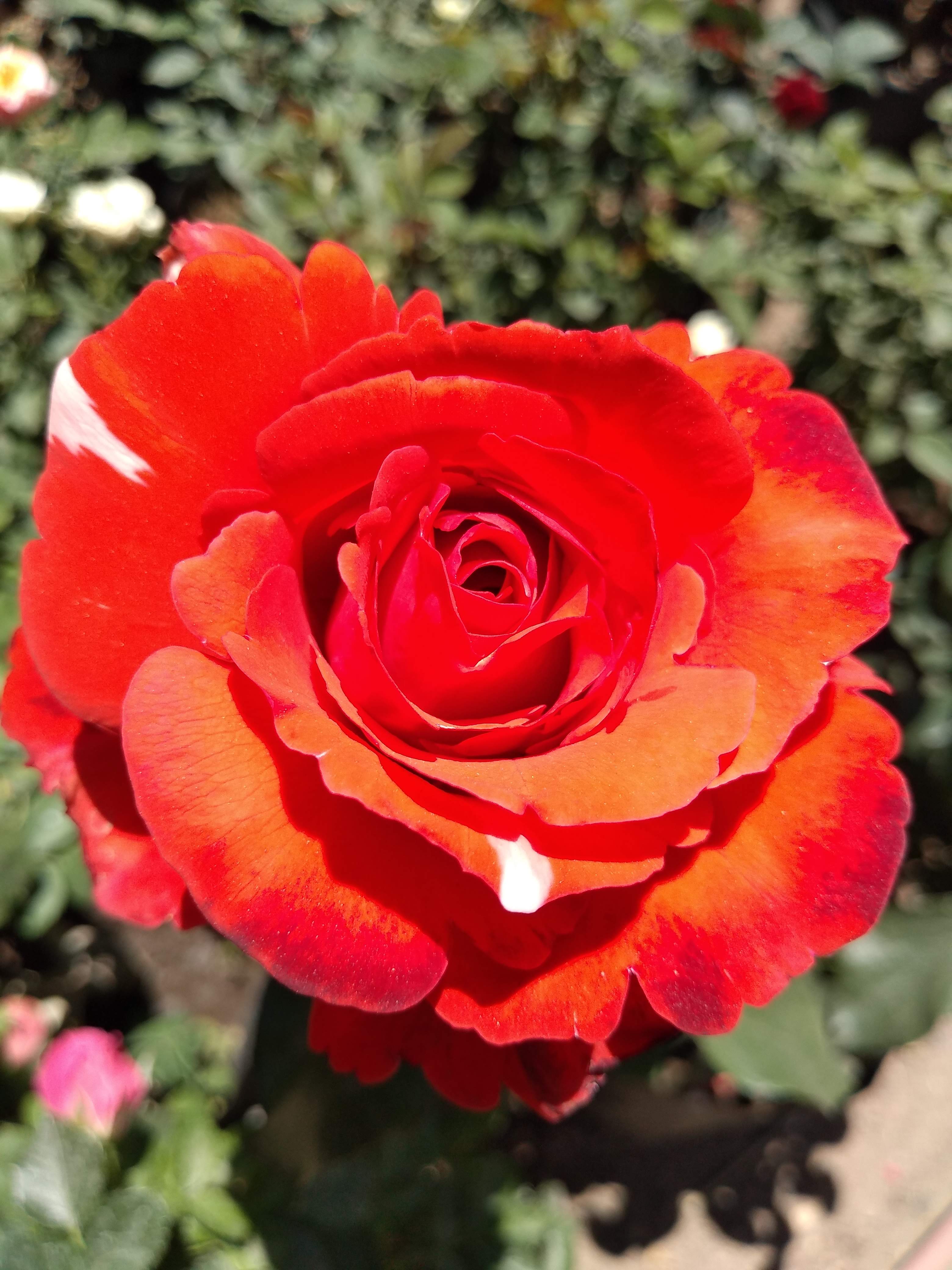 Pizzas Montini image 8