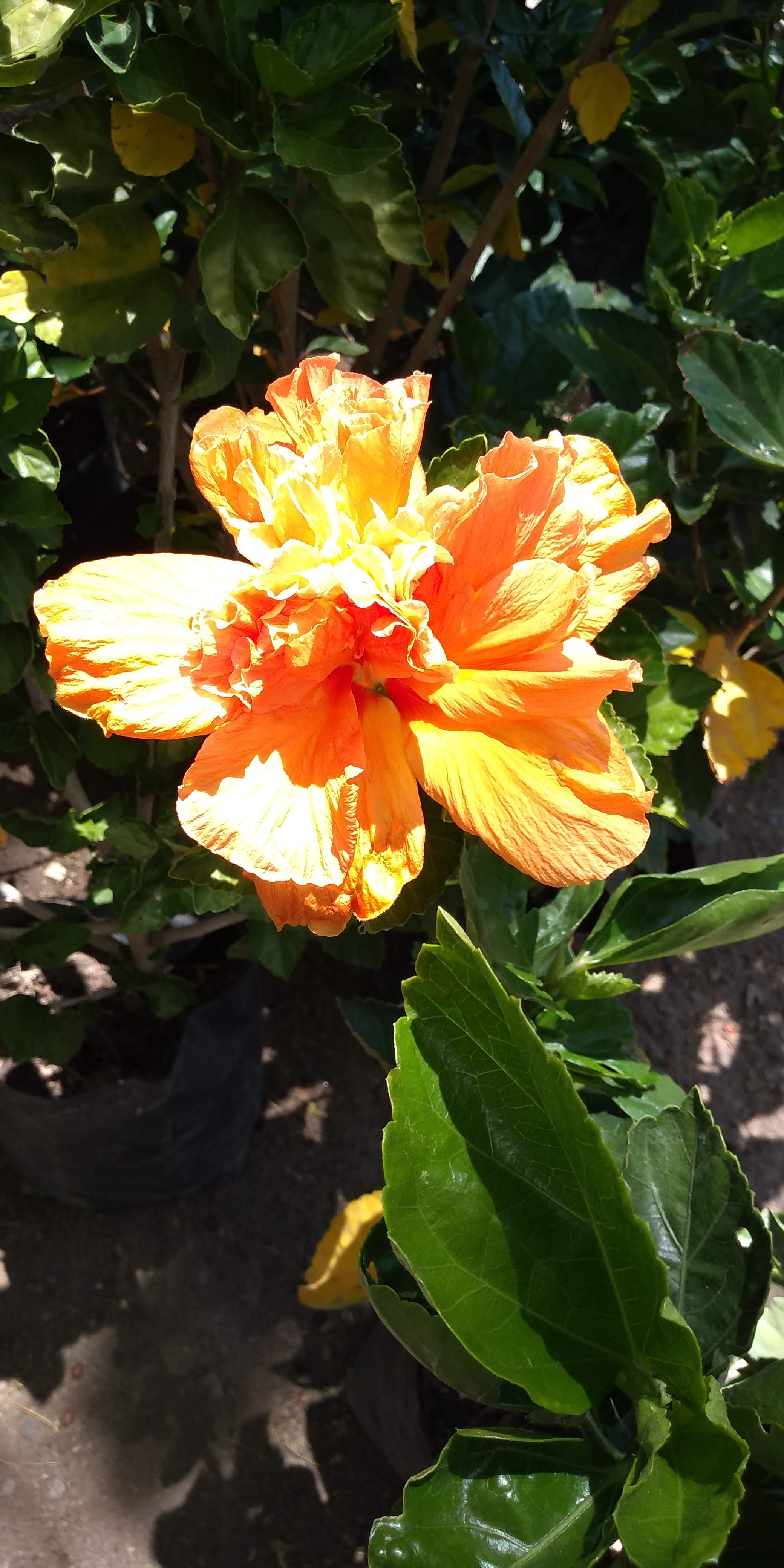 Pizzas Montini image 9