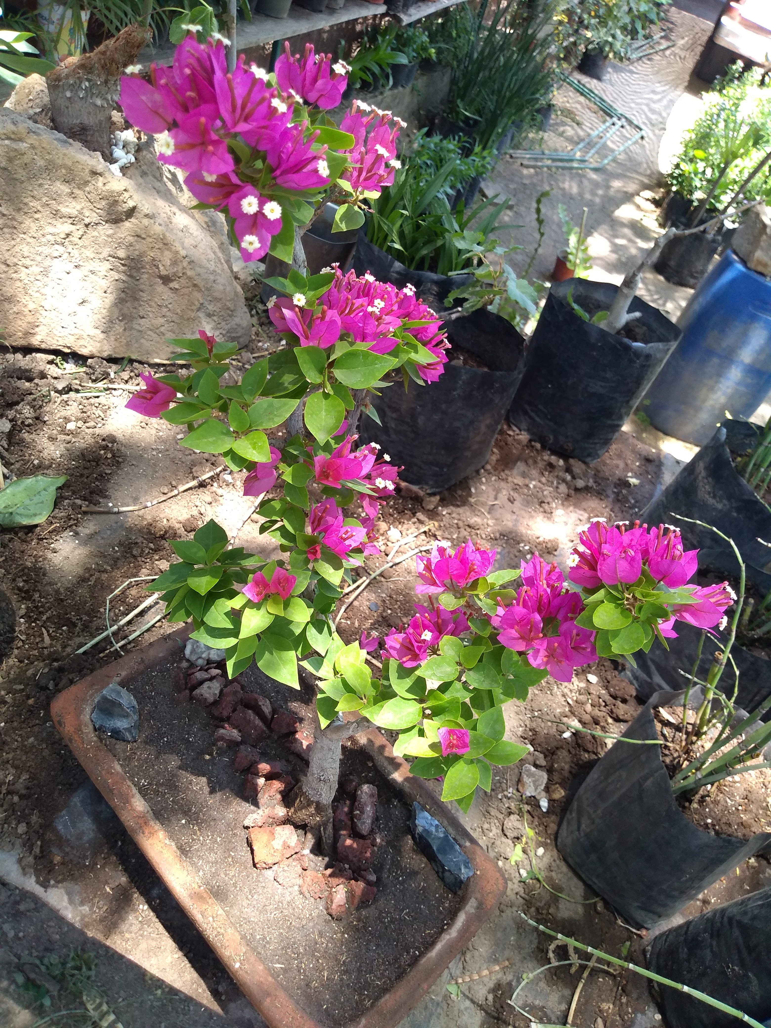 Pizzas Montini image 10