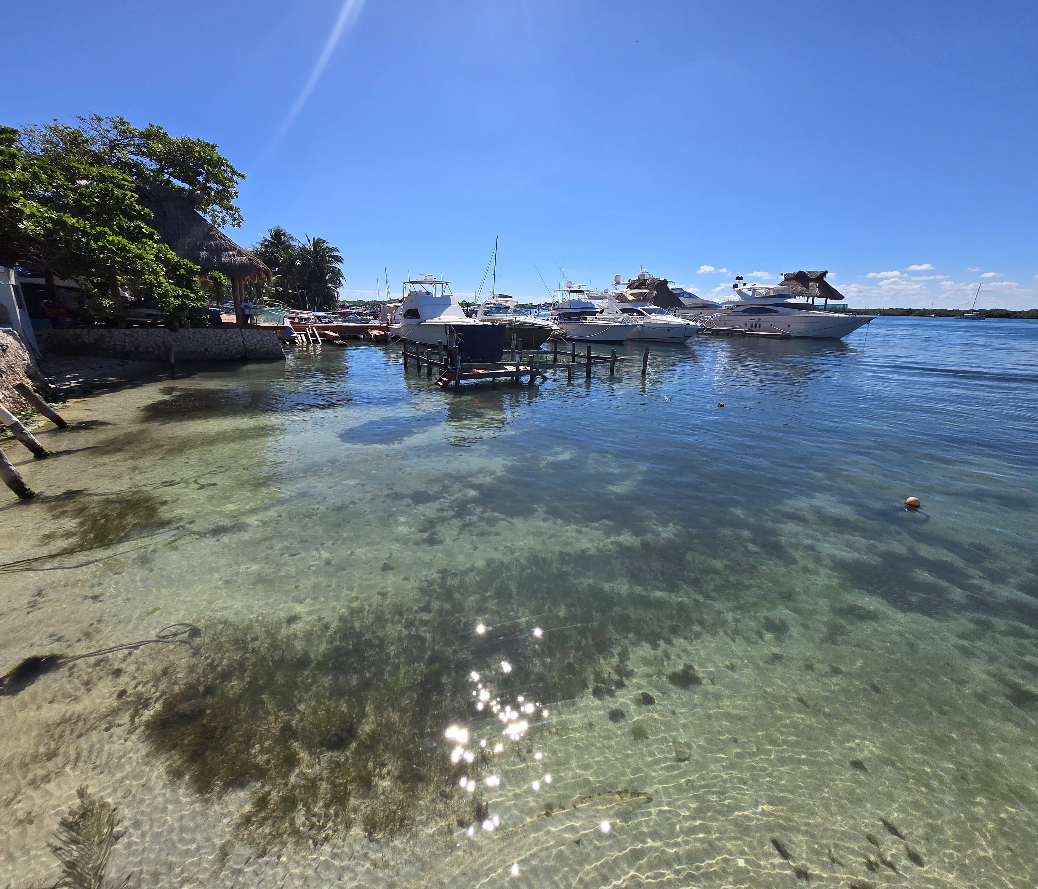 Great ceviche image 6