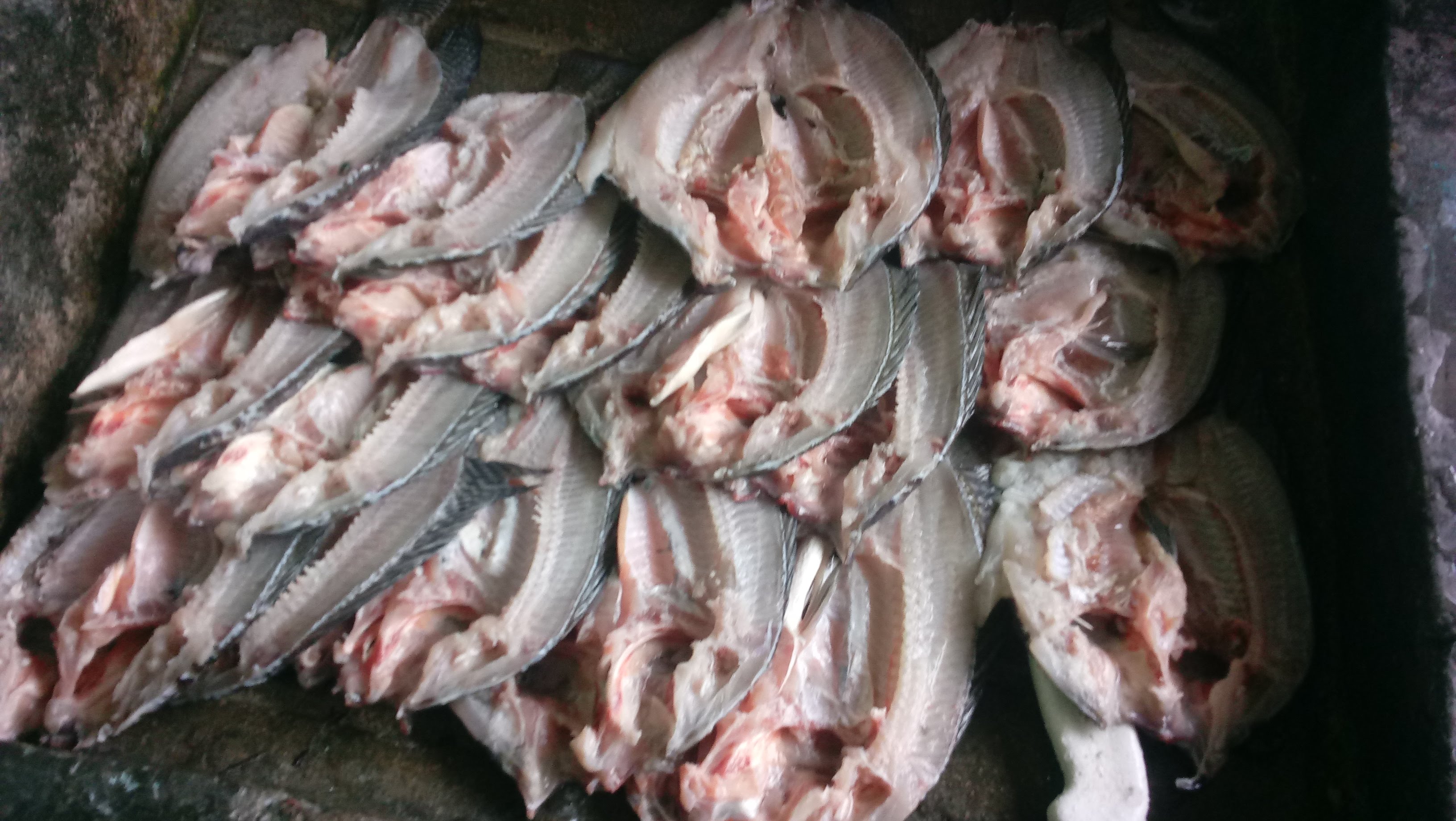 Doraditos Villa image 3