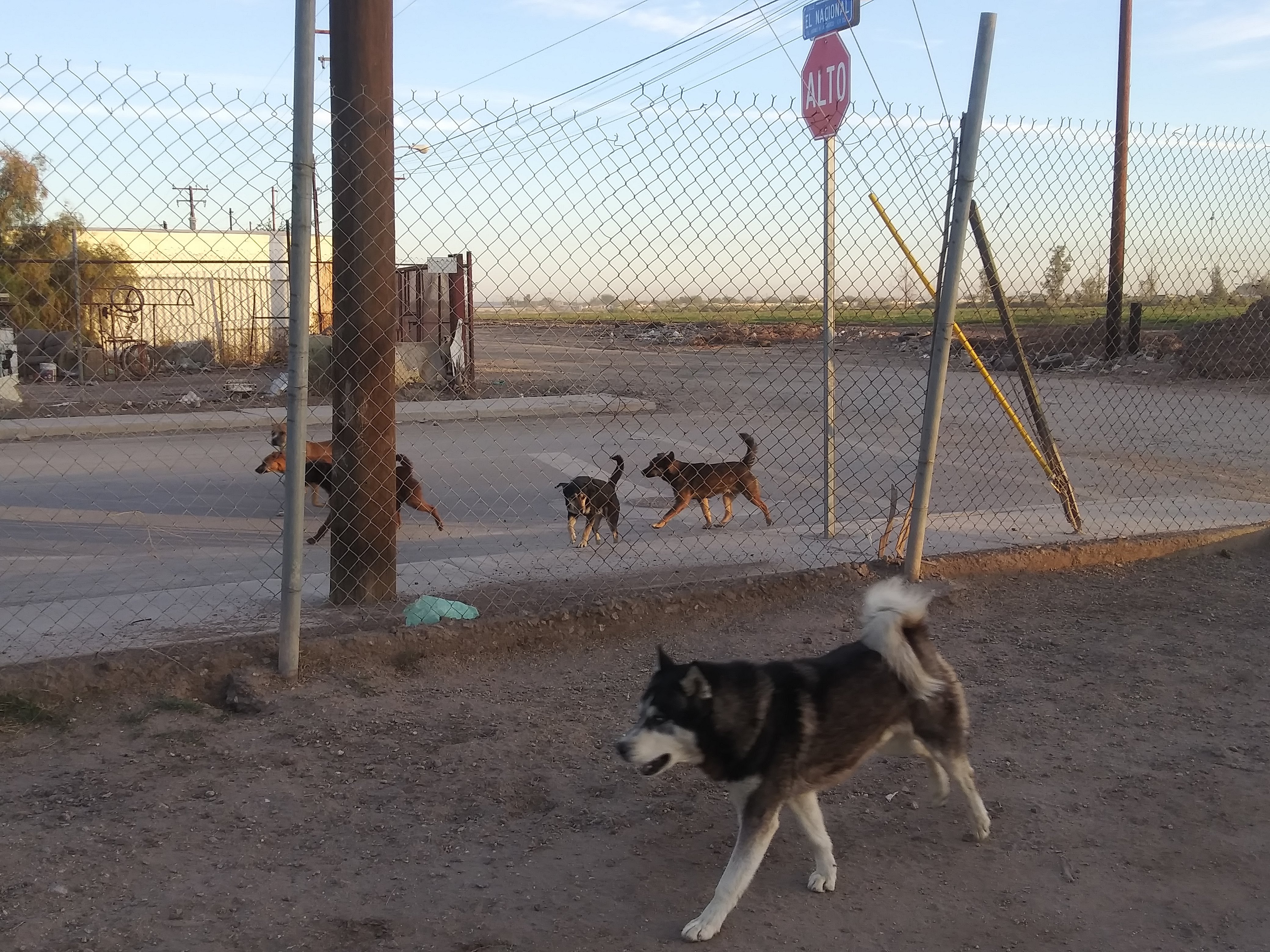 El Molcajete Asadero image 10