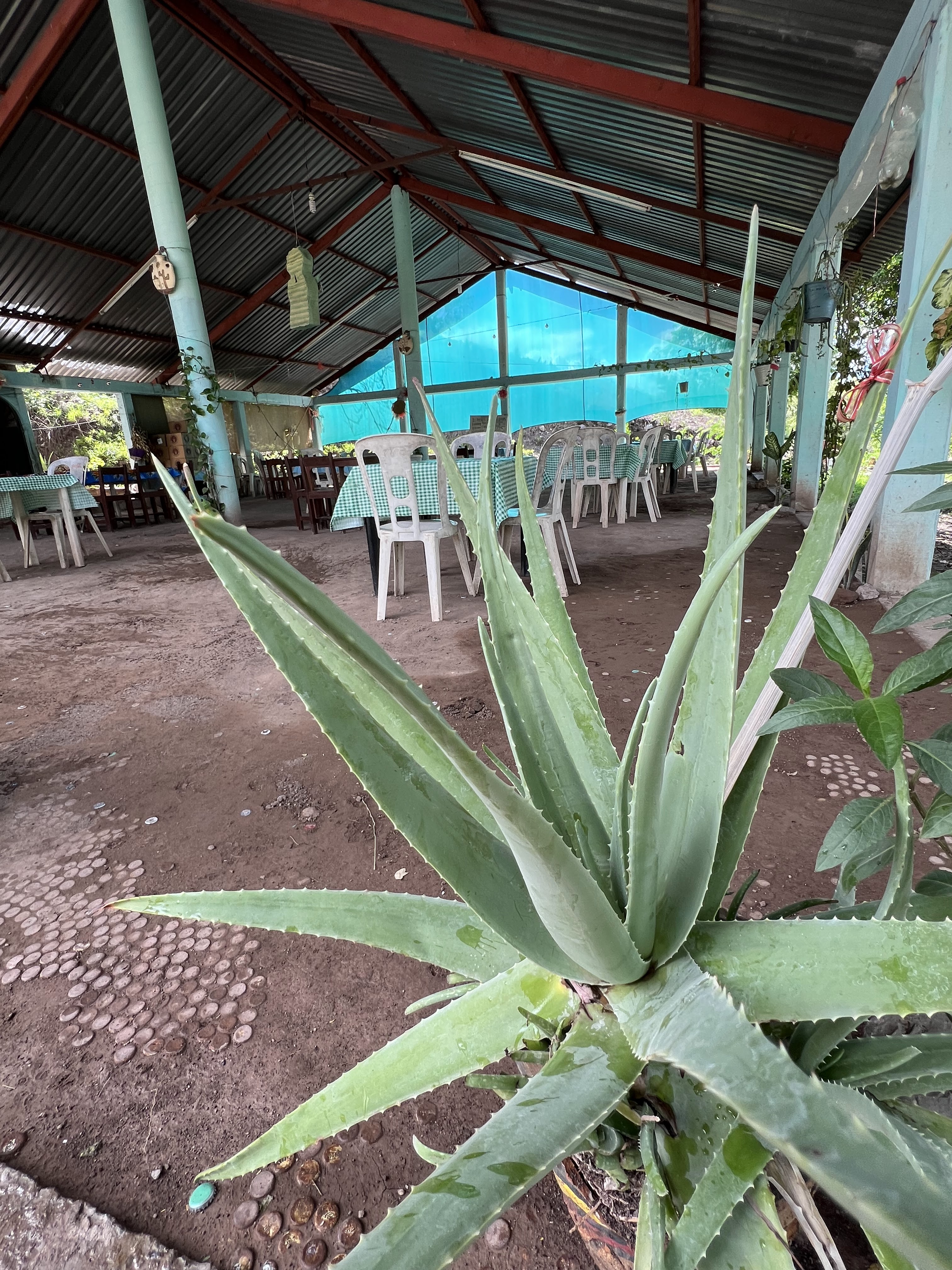 Botanero Familiar El Puente De Las Iguanas image 5