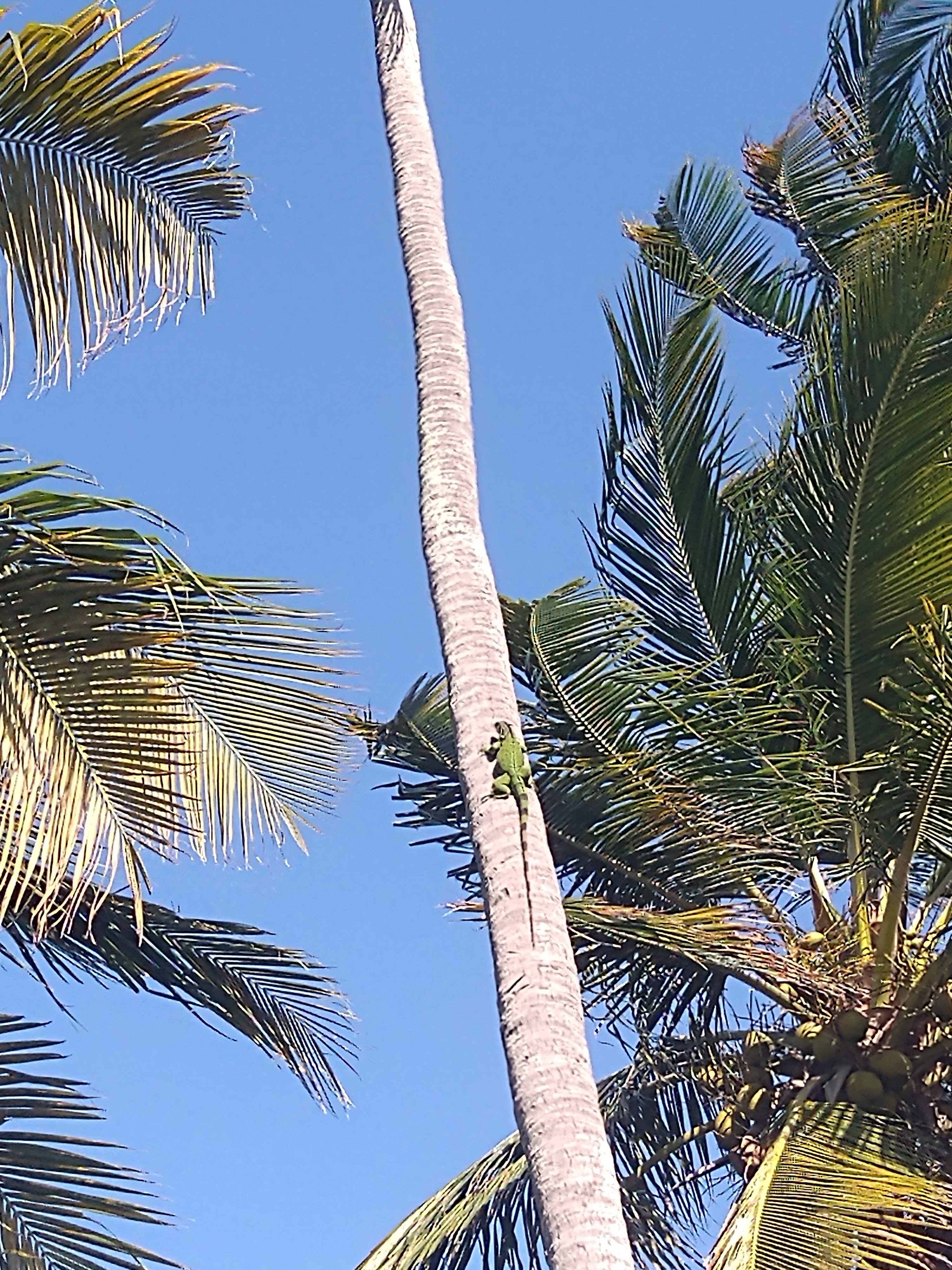Pescados y Mariscos Marea image 4