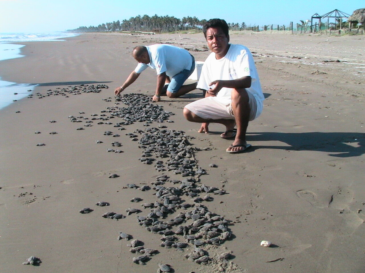 Isla Dorada image 8
