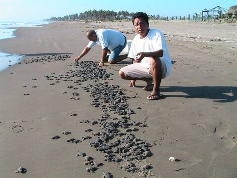 Isla Dorada image 8