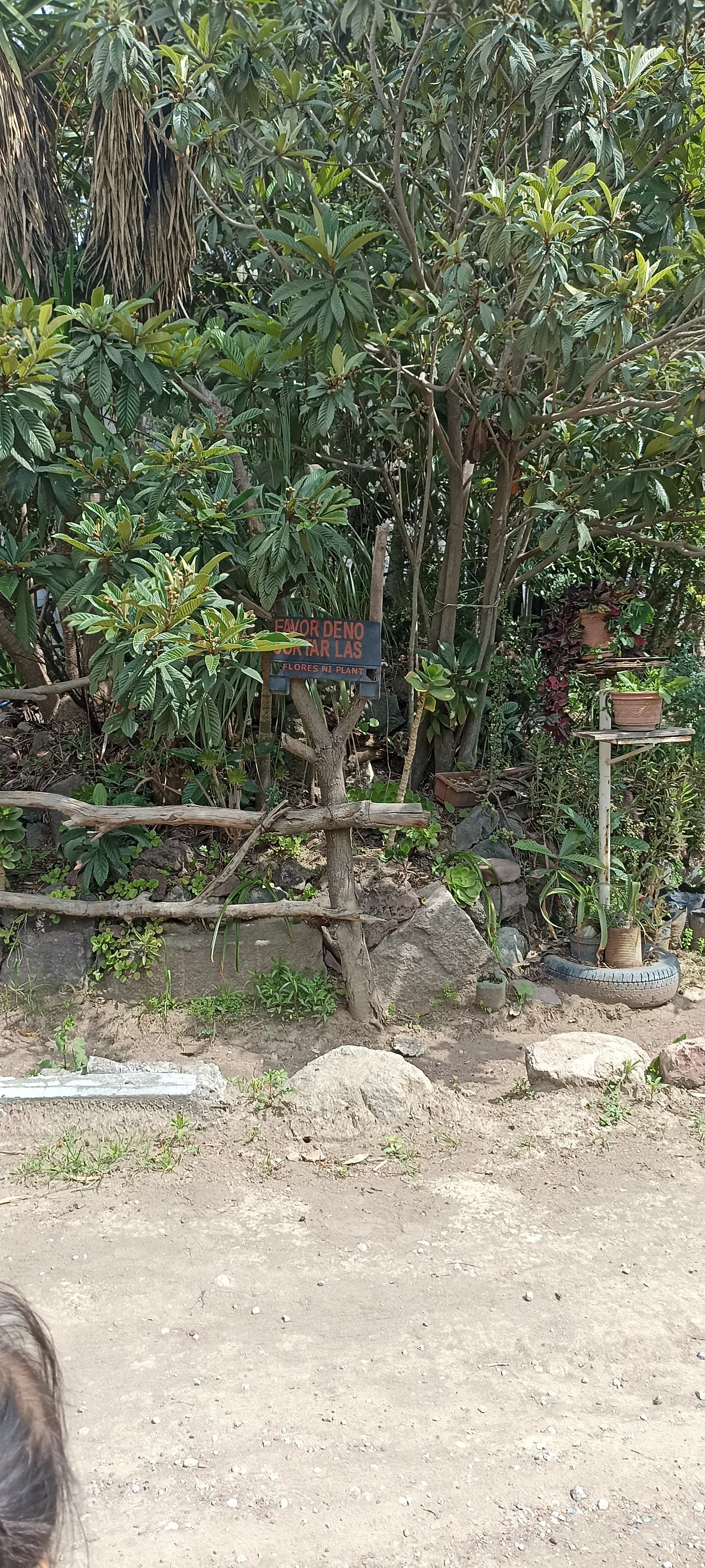 Portal Mixteco image 8