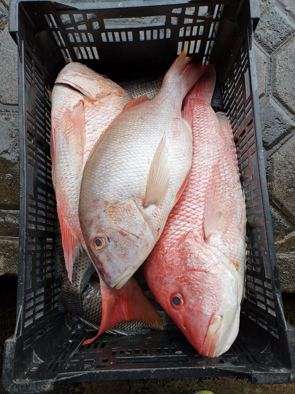 LA SIERRA DORADA image 6