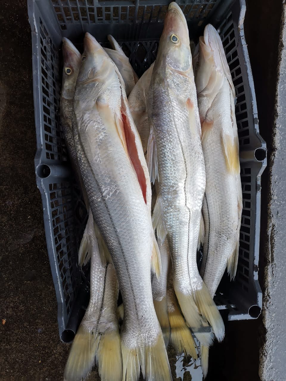 LA SIERRA DORADA image 8