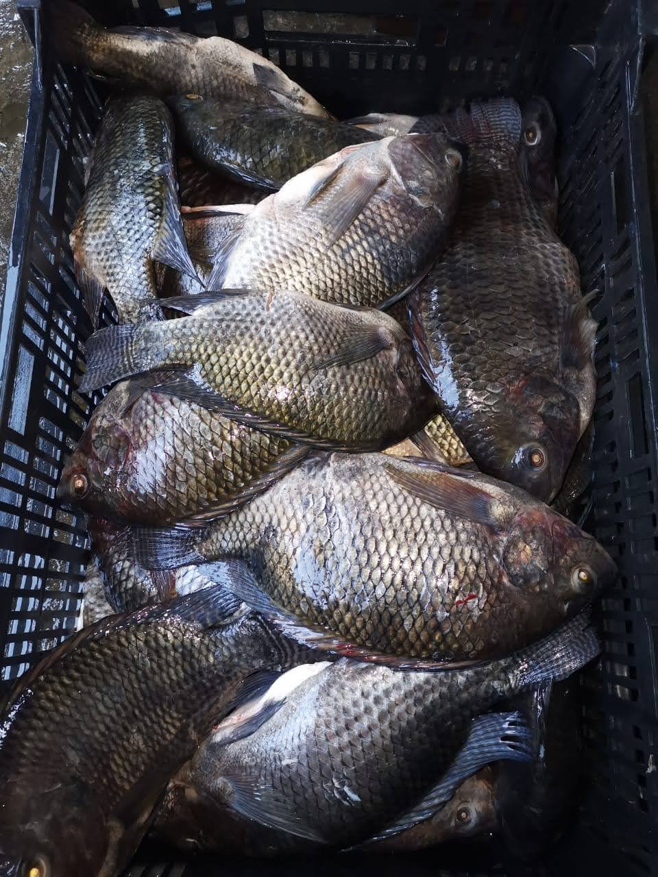 LA SIERRA DORADA image 9