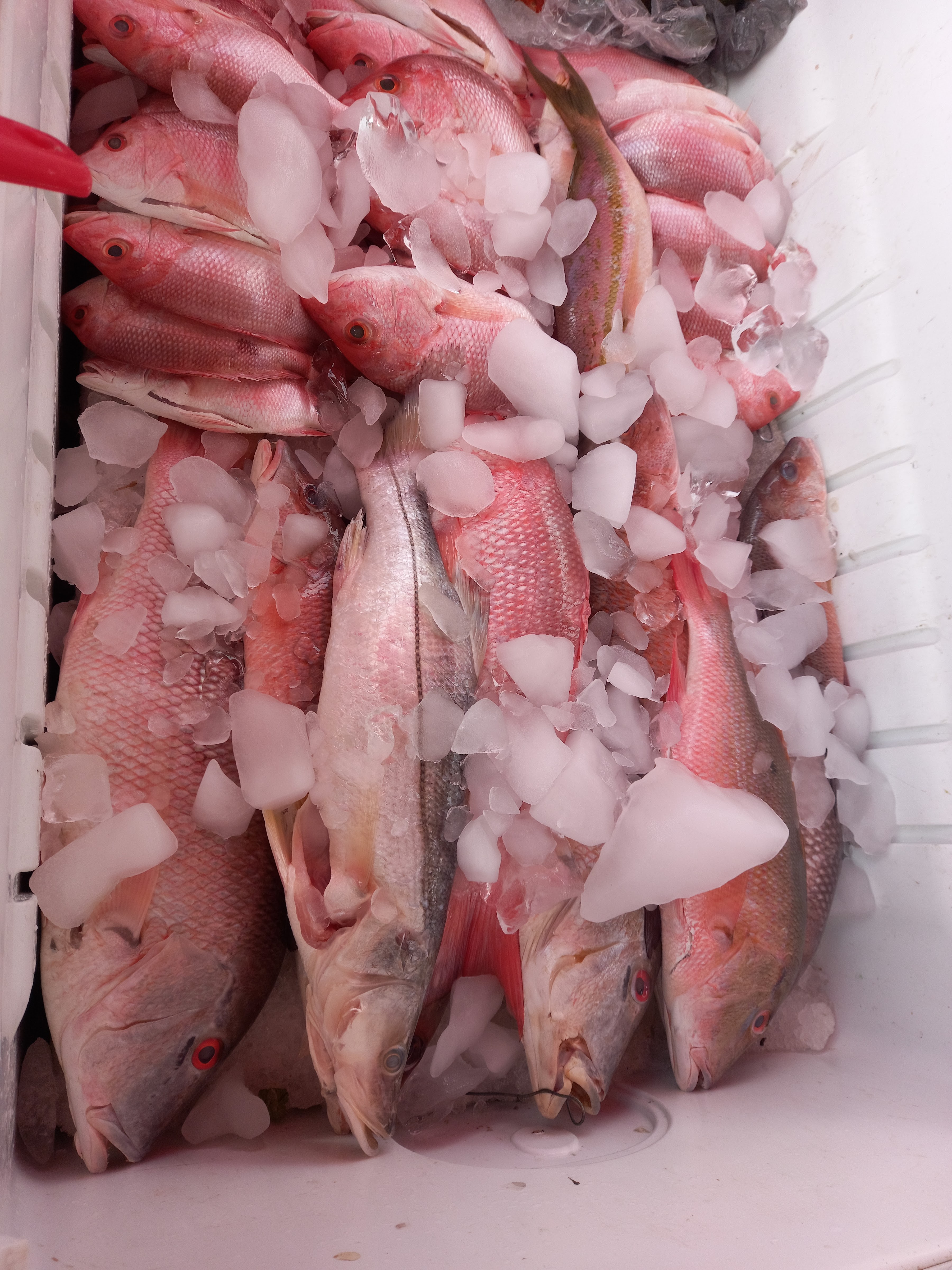 Ostioneria san salvador image 1