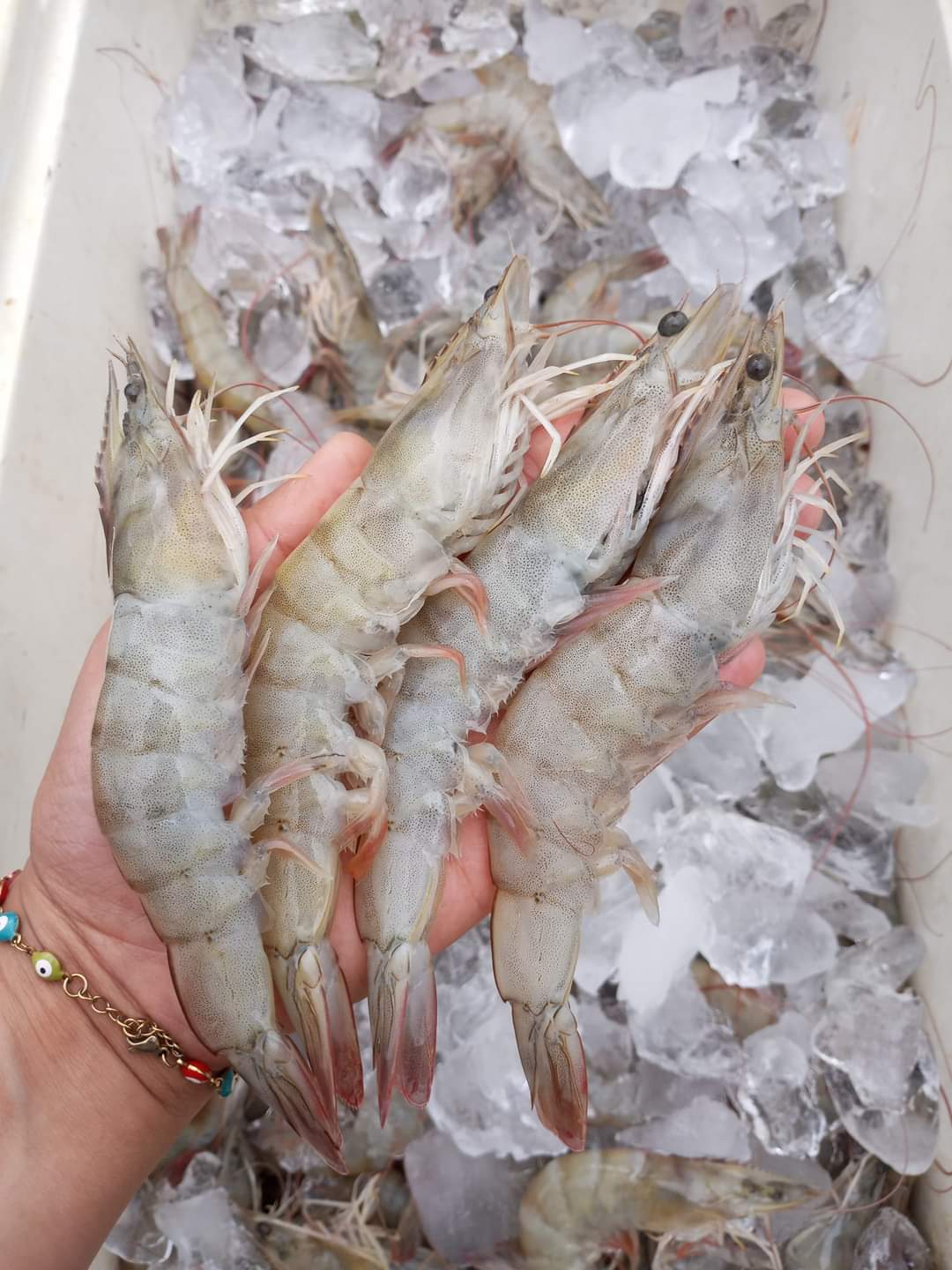 Ostioneria san salvador image 6