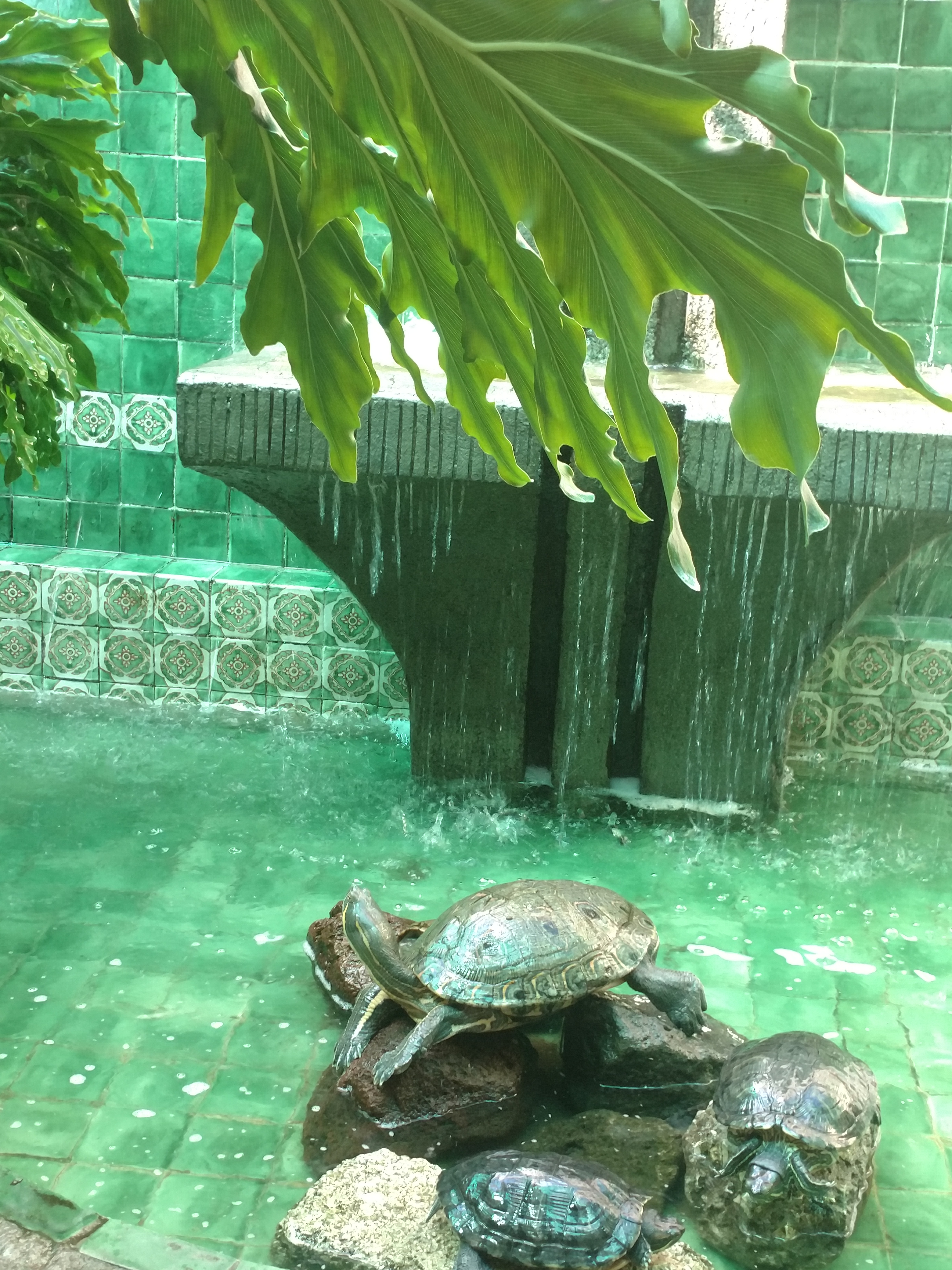 La Flor de Morelos image 8