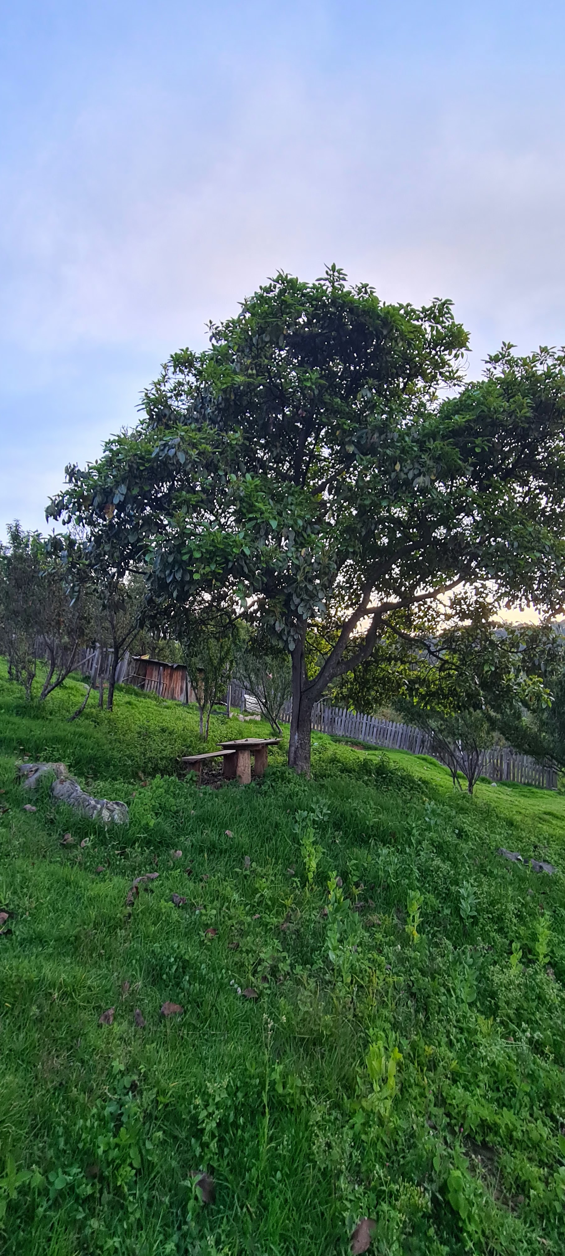 Pozoleria los alcatraces image 10