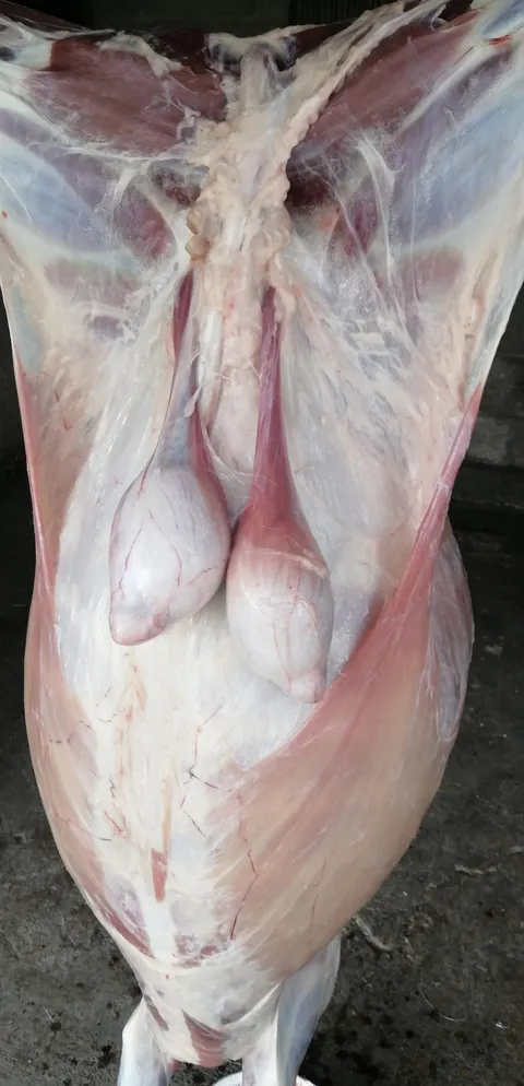 BARBACOA GRANADOS MENESES image 2