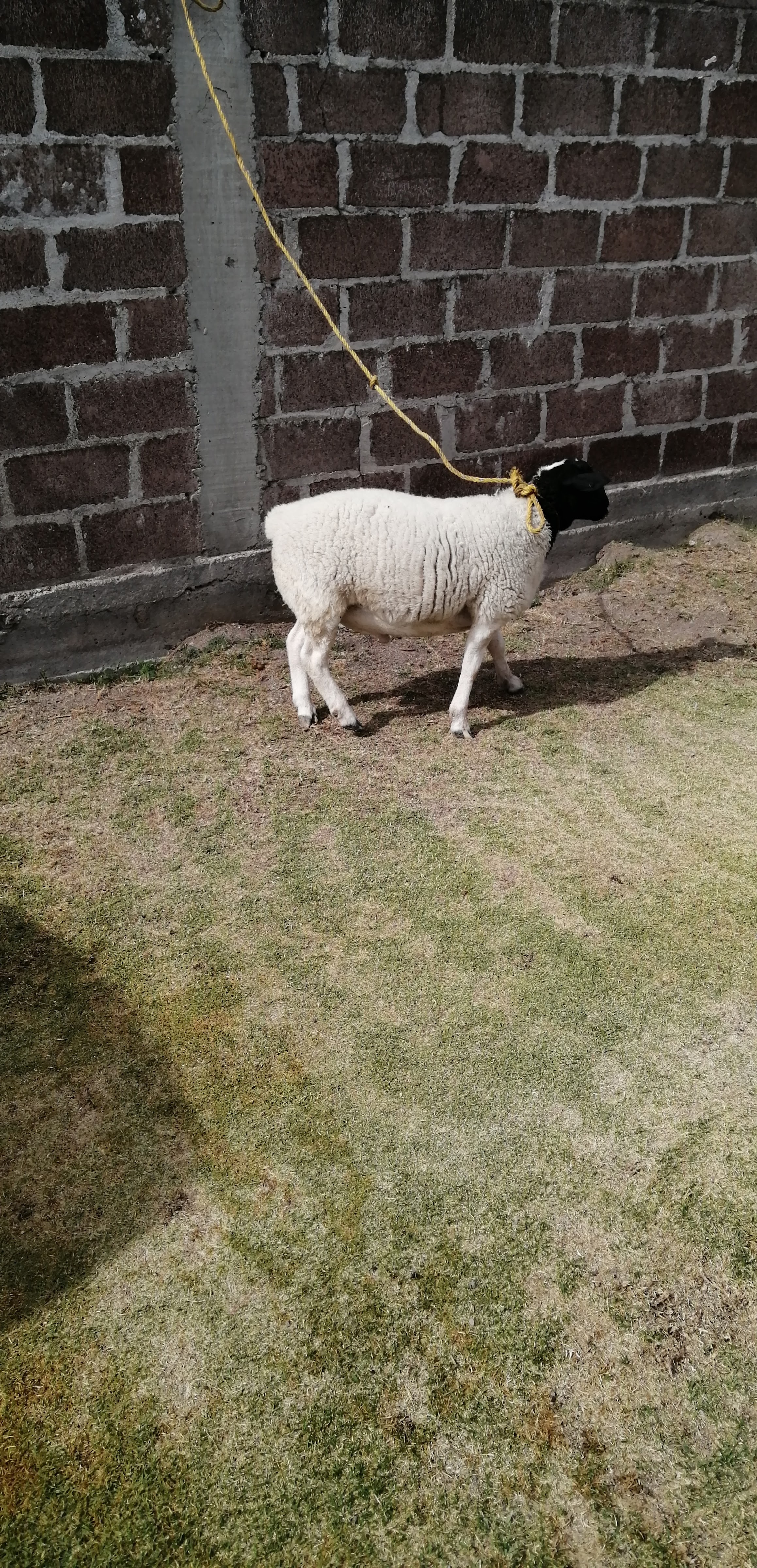 BARBACOA GRANADOS MENESES image 3