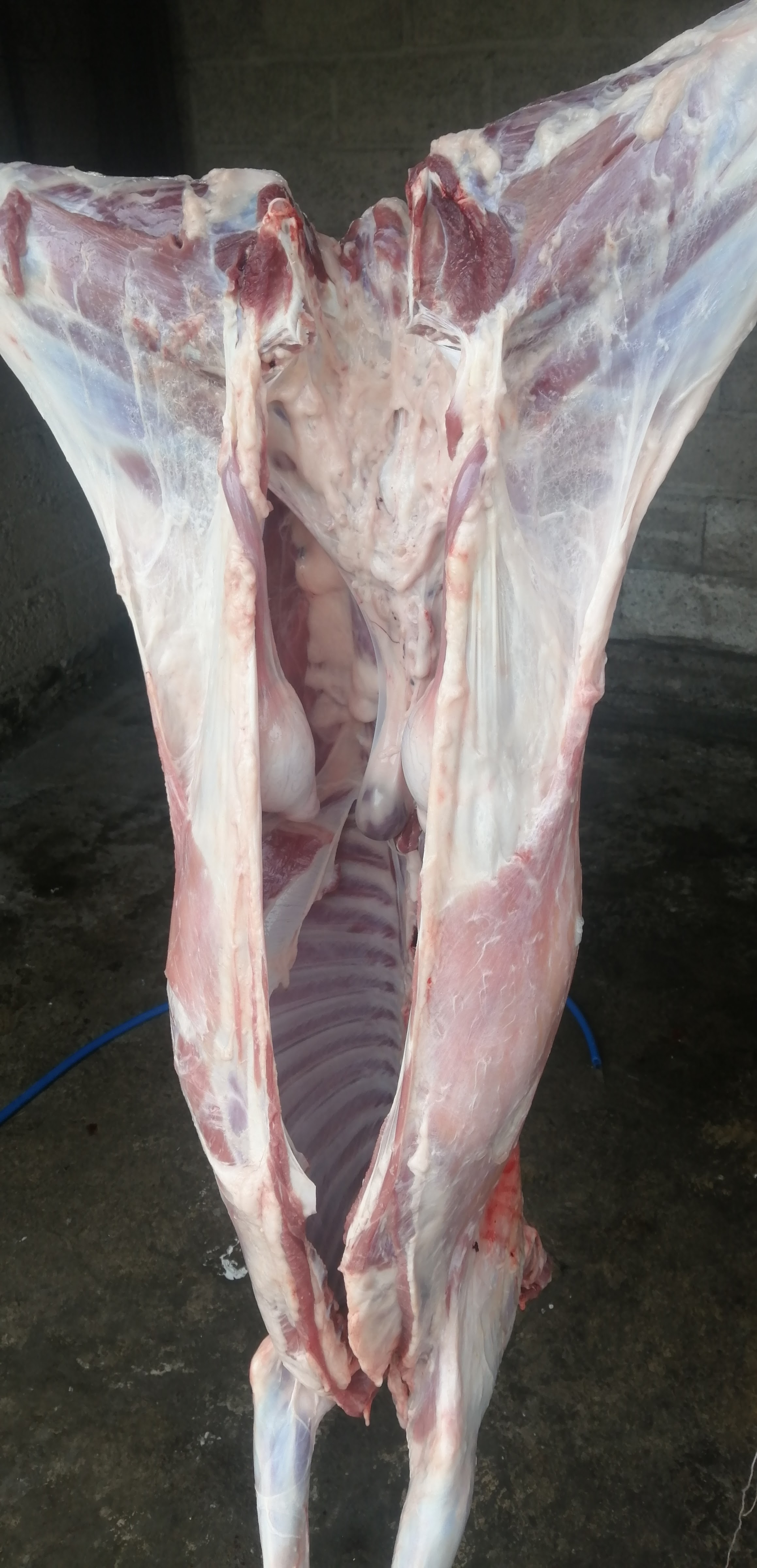 BARBACOA GRANADOS MENESES image 5