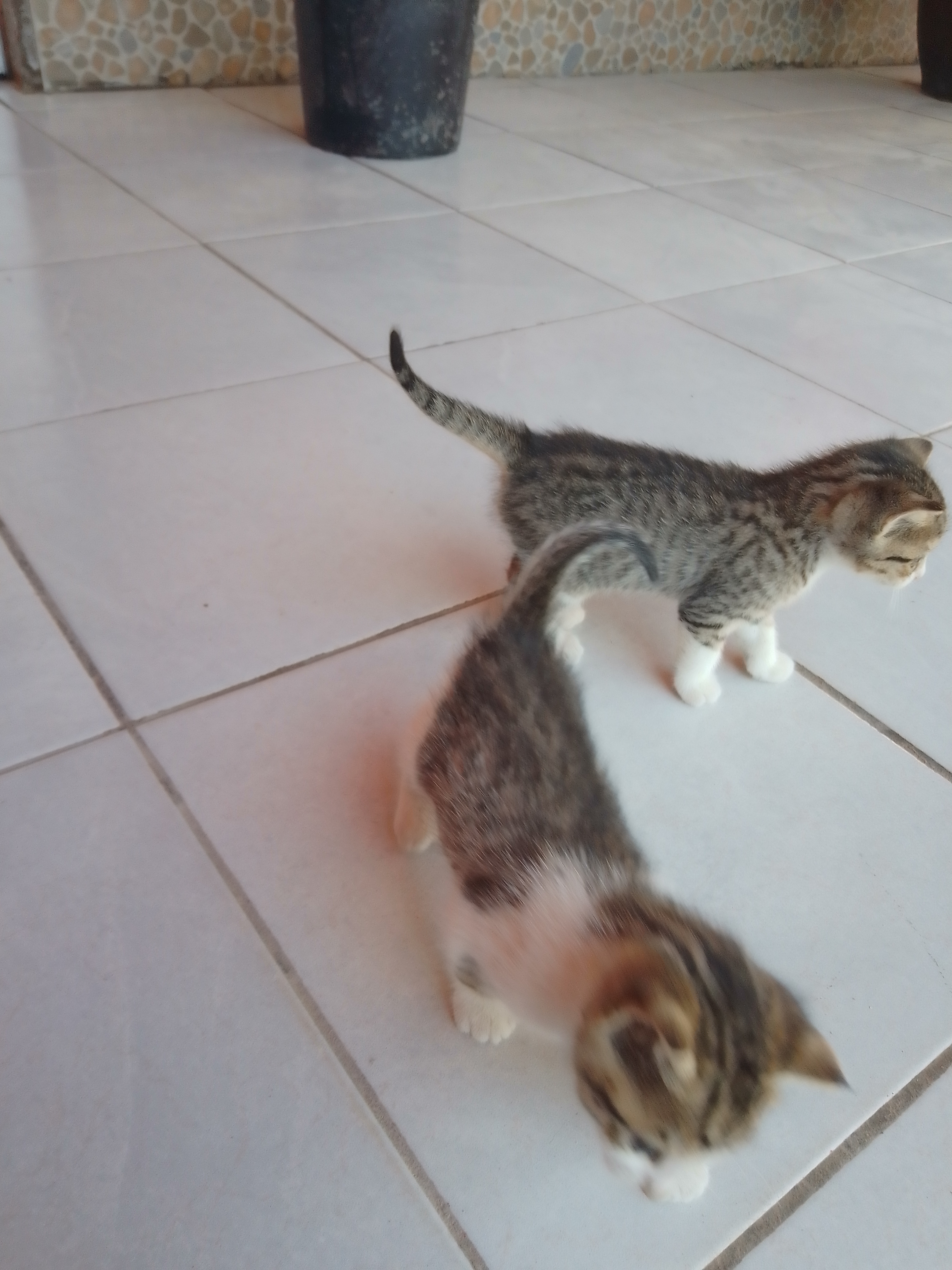 Lapa Lapa Hot Dog image 10