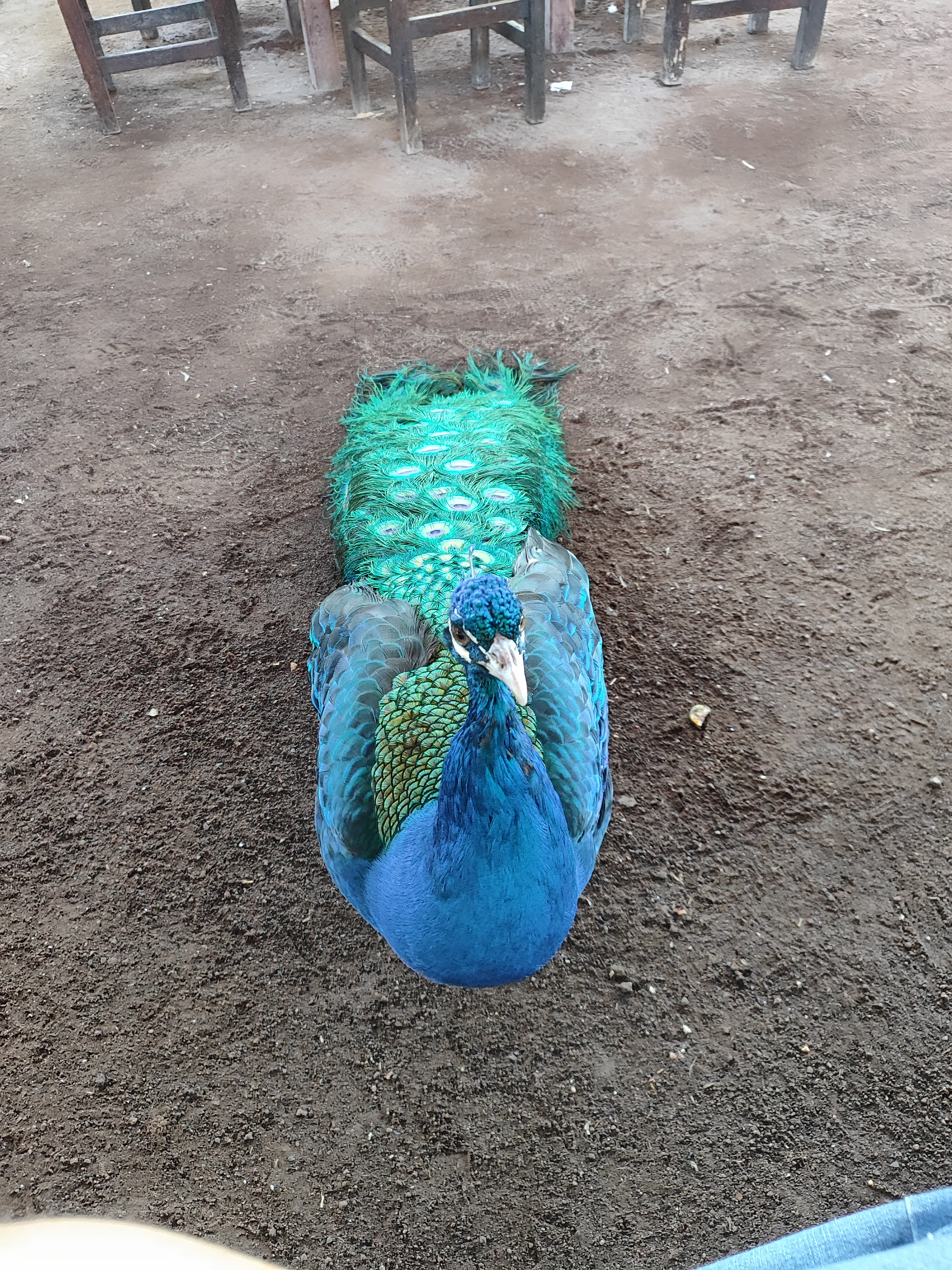 El Mesón de Colombo image 3