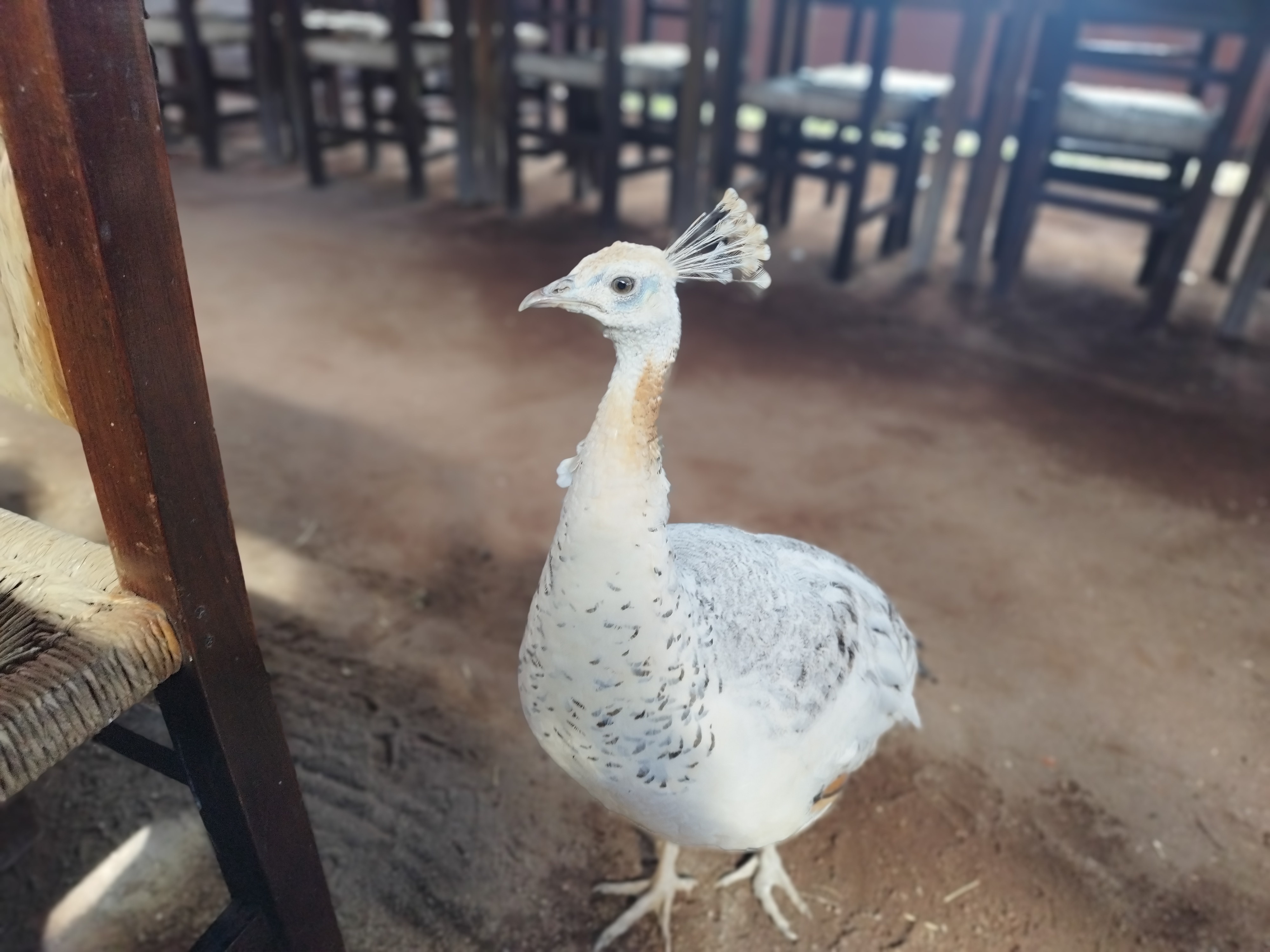 El Mesón de Colombo image 9