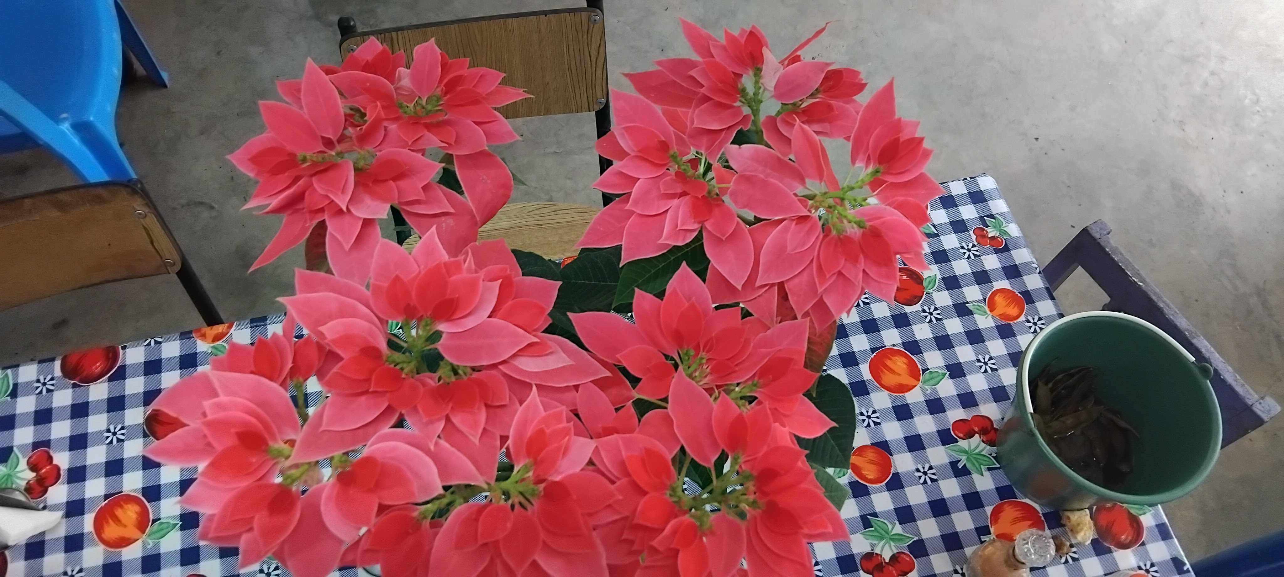 Comedor "Las Güeras" image 10