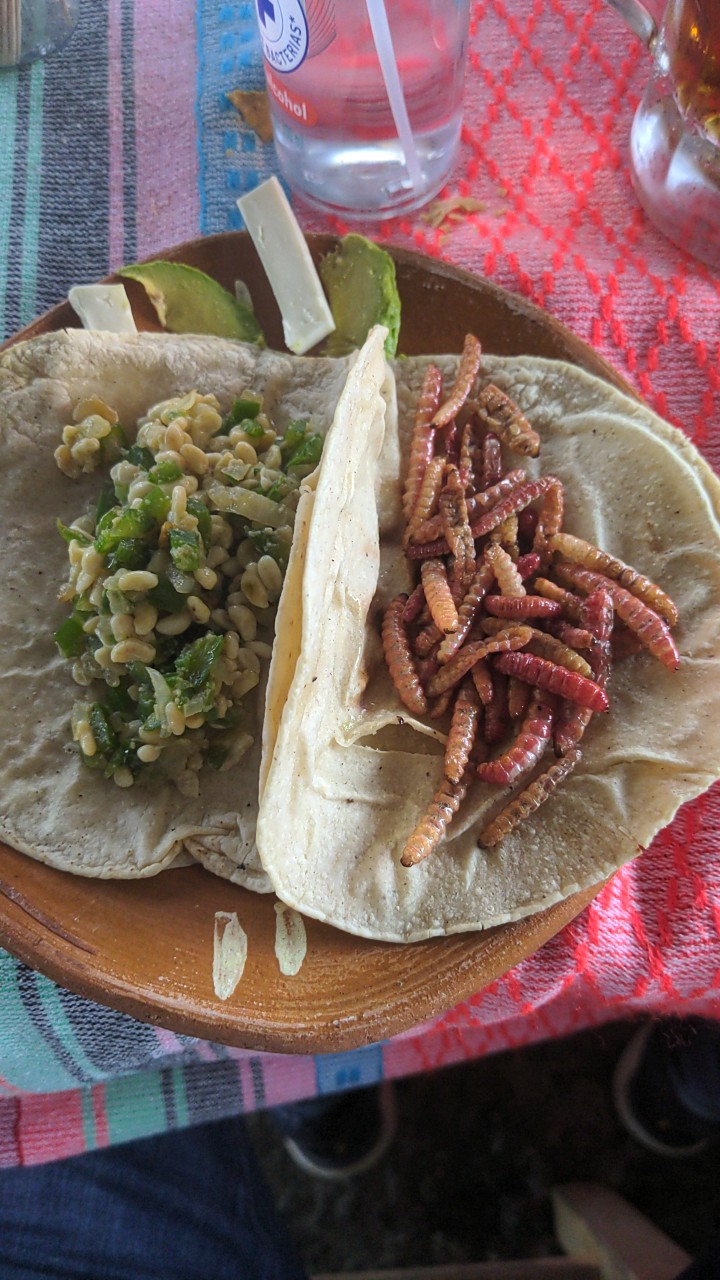 Escamol De Temporada image 4