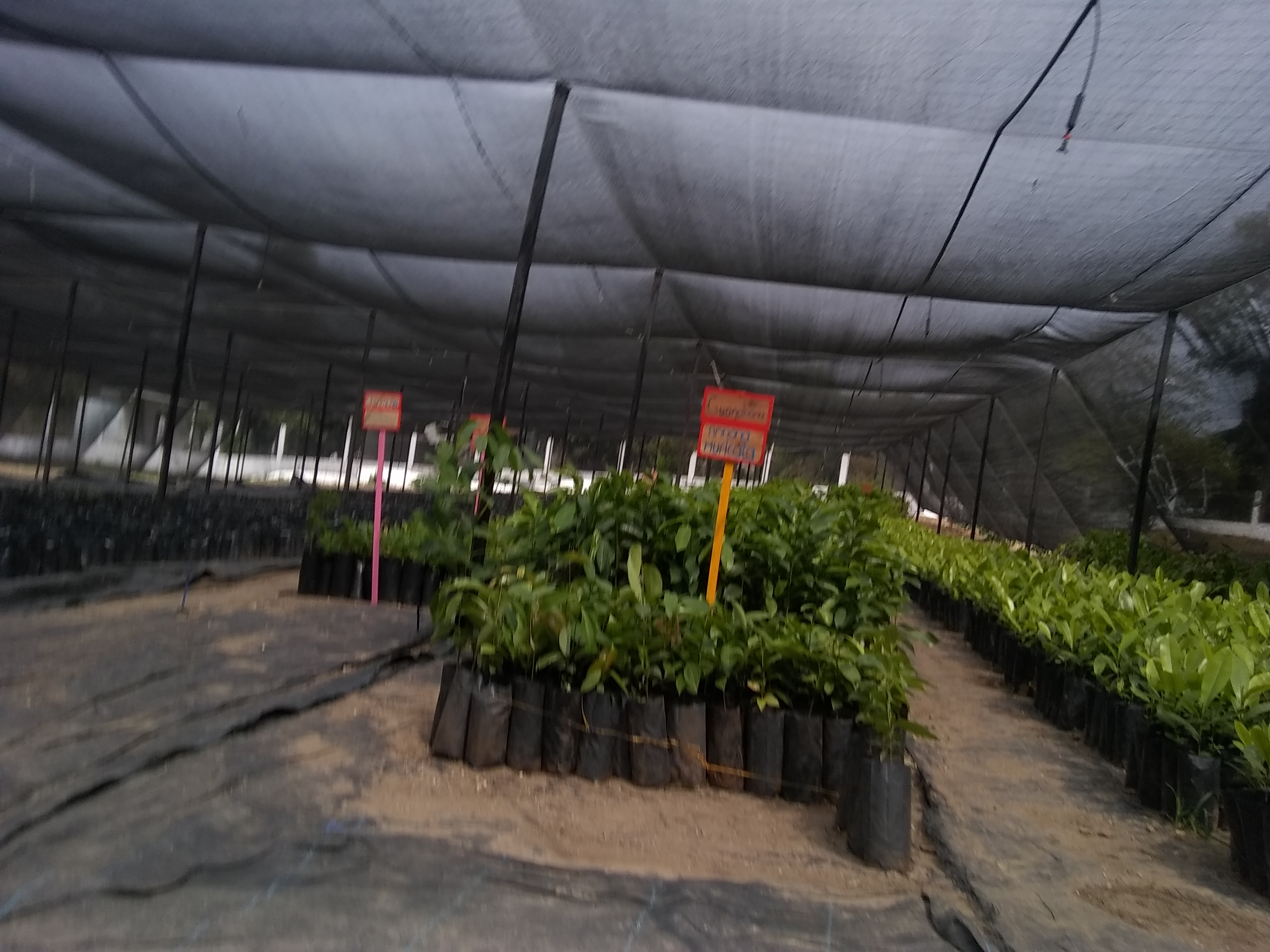 Palapa el Rinconcito image 5