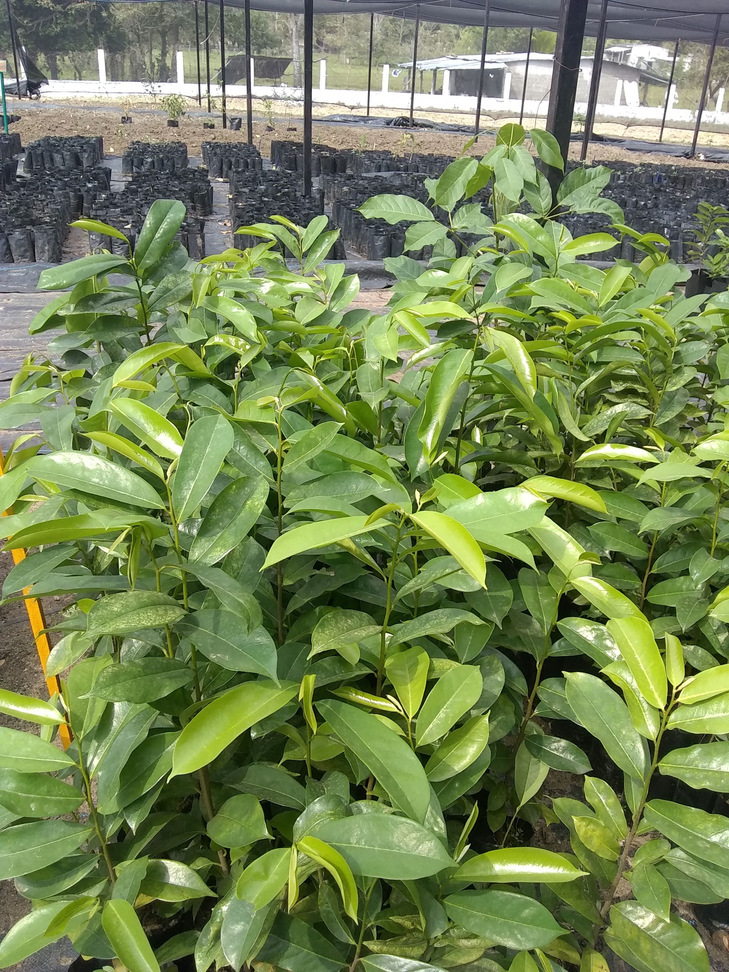 Palapa el Rinconcito image 6