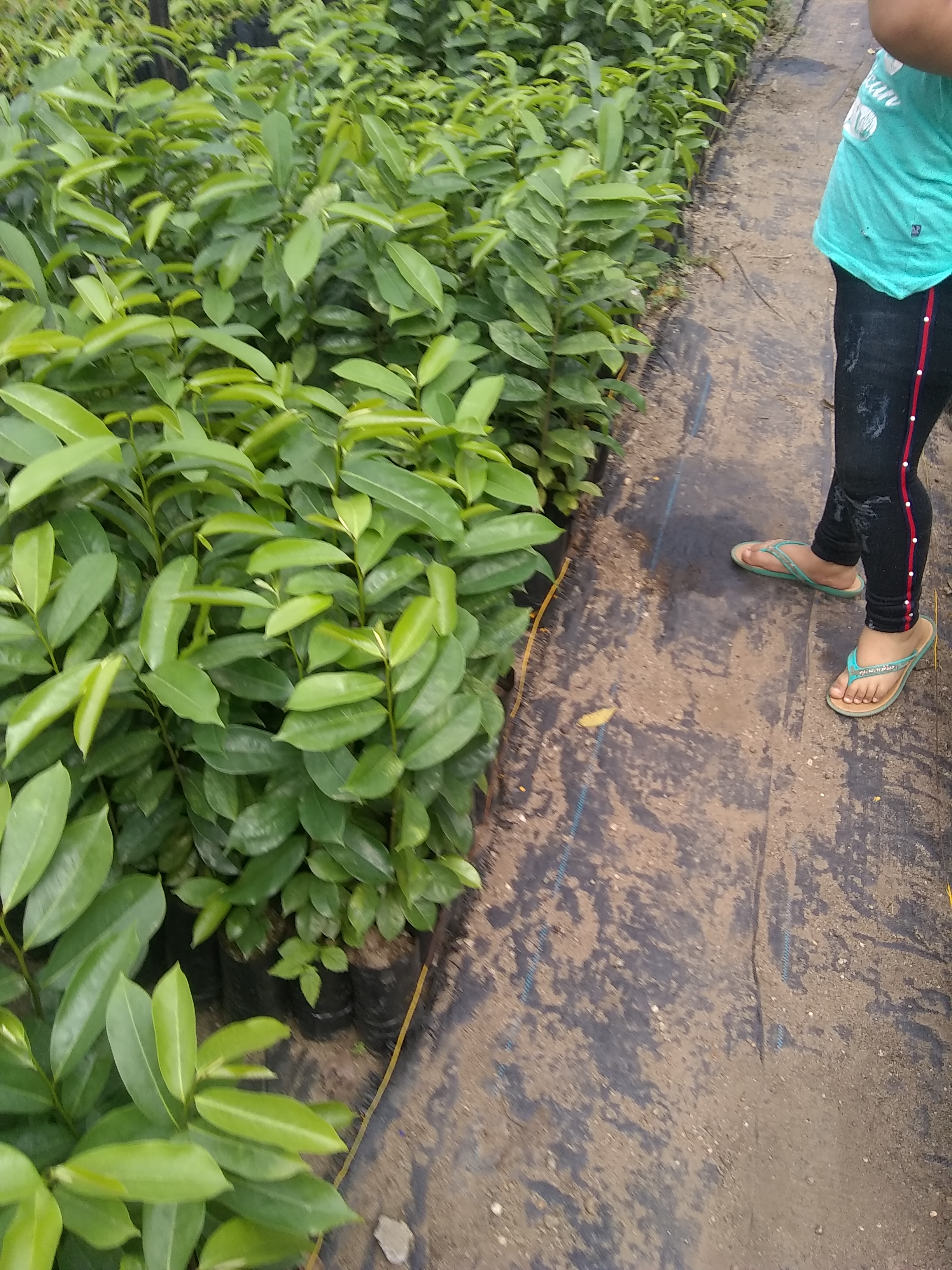 Palapa el Rinconcito image 8