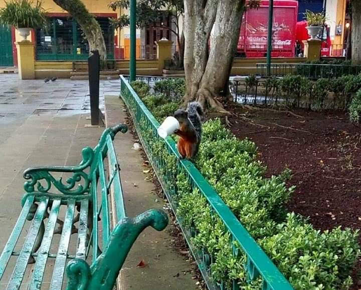 Tacos y tortillas "Juquilita" image 4