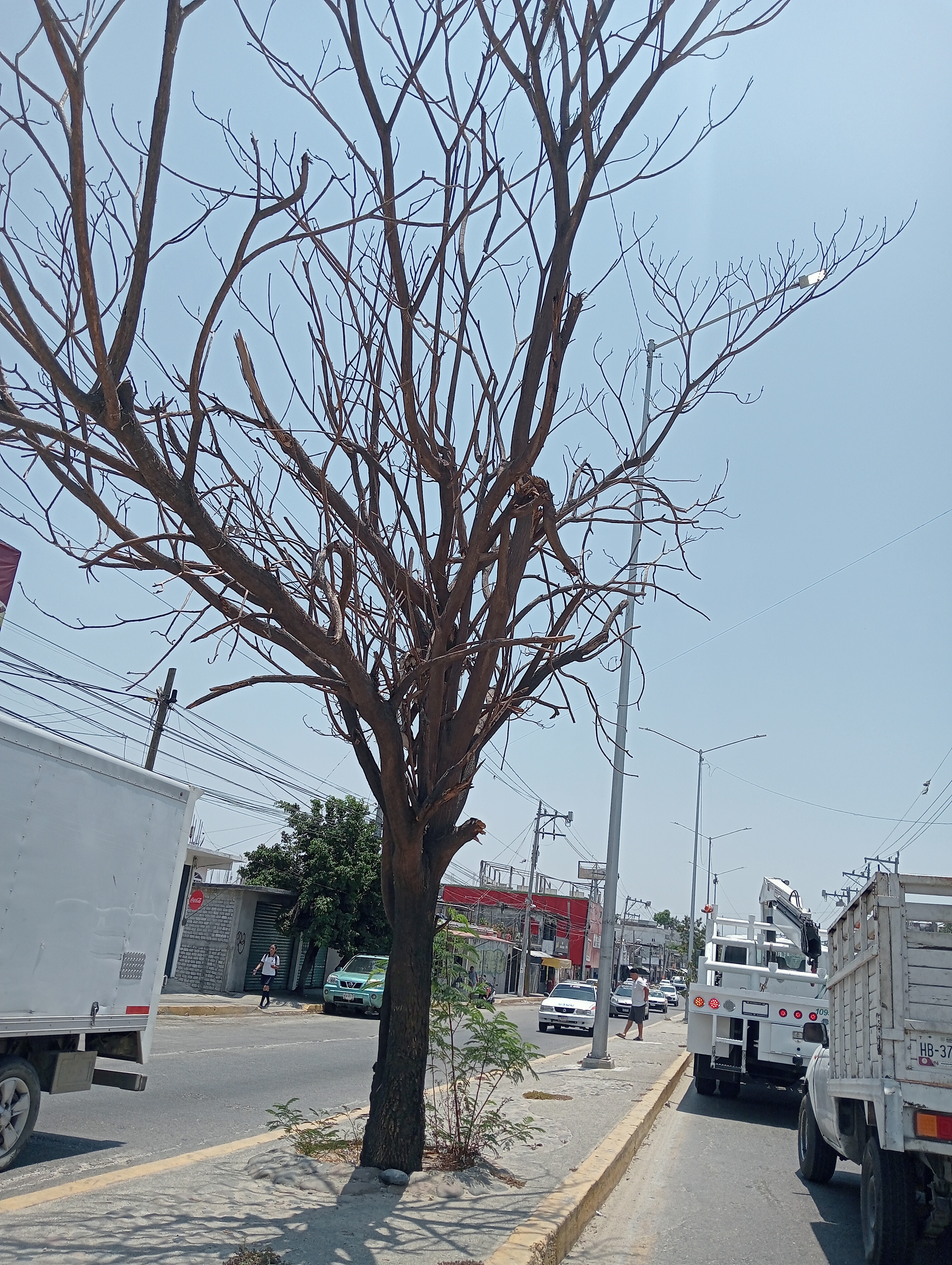 Pollo Feliz Sabana image 3