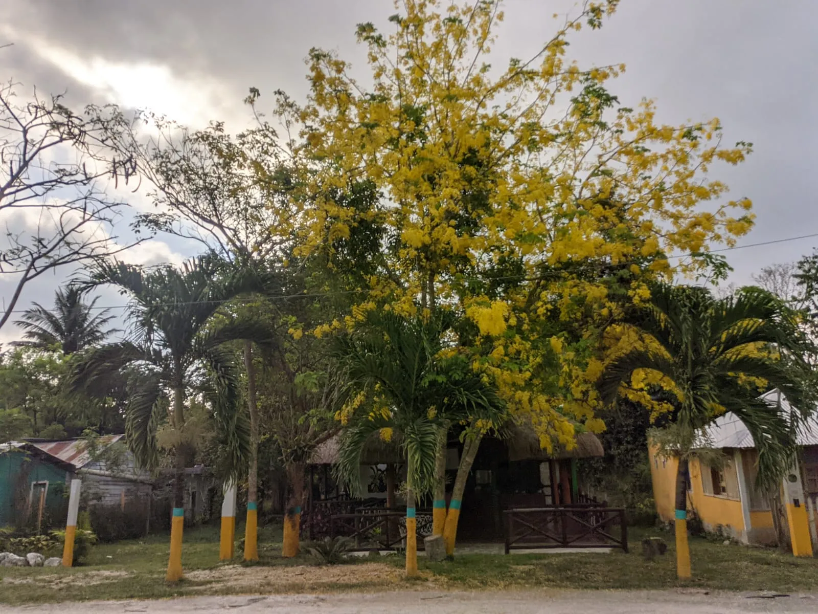 Las 3 Orquídeas image 6