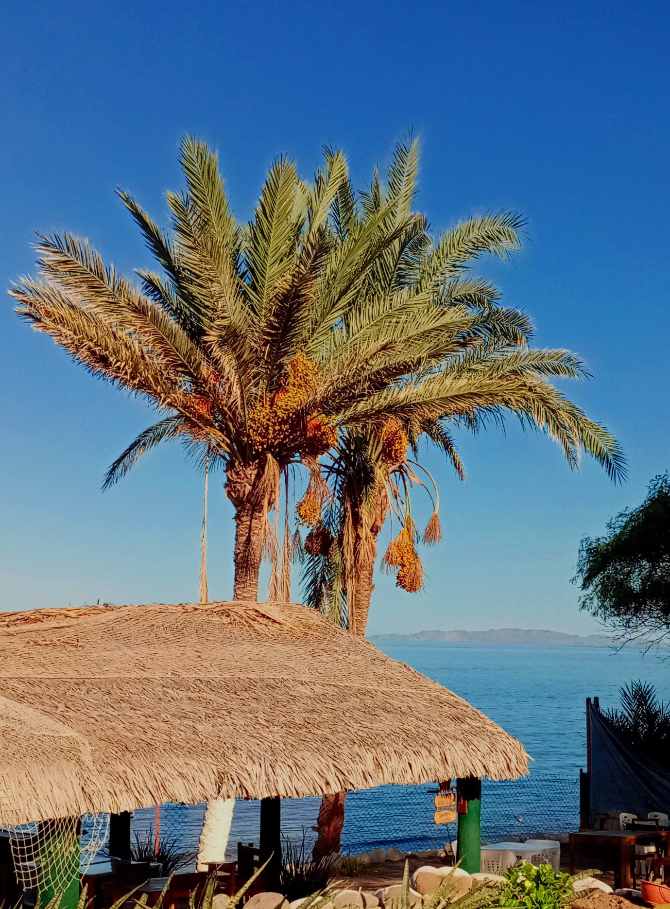 La Bahia Cocteles & Mariscos image 3
