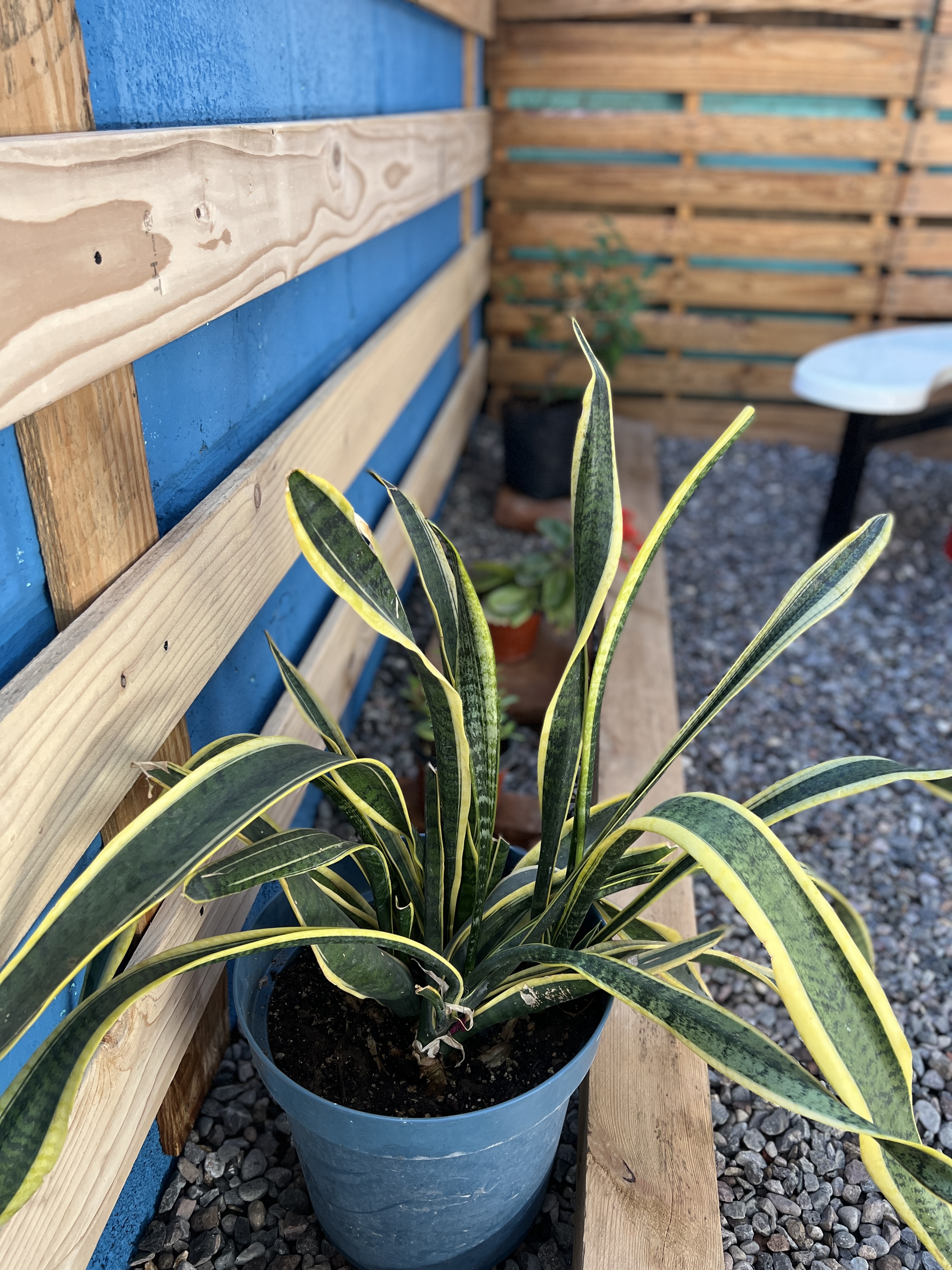 Tacos y tortas “Los compadres” image 10