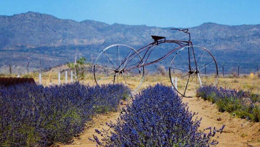 Aleyha Granja de Lavanda image 3