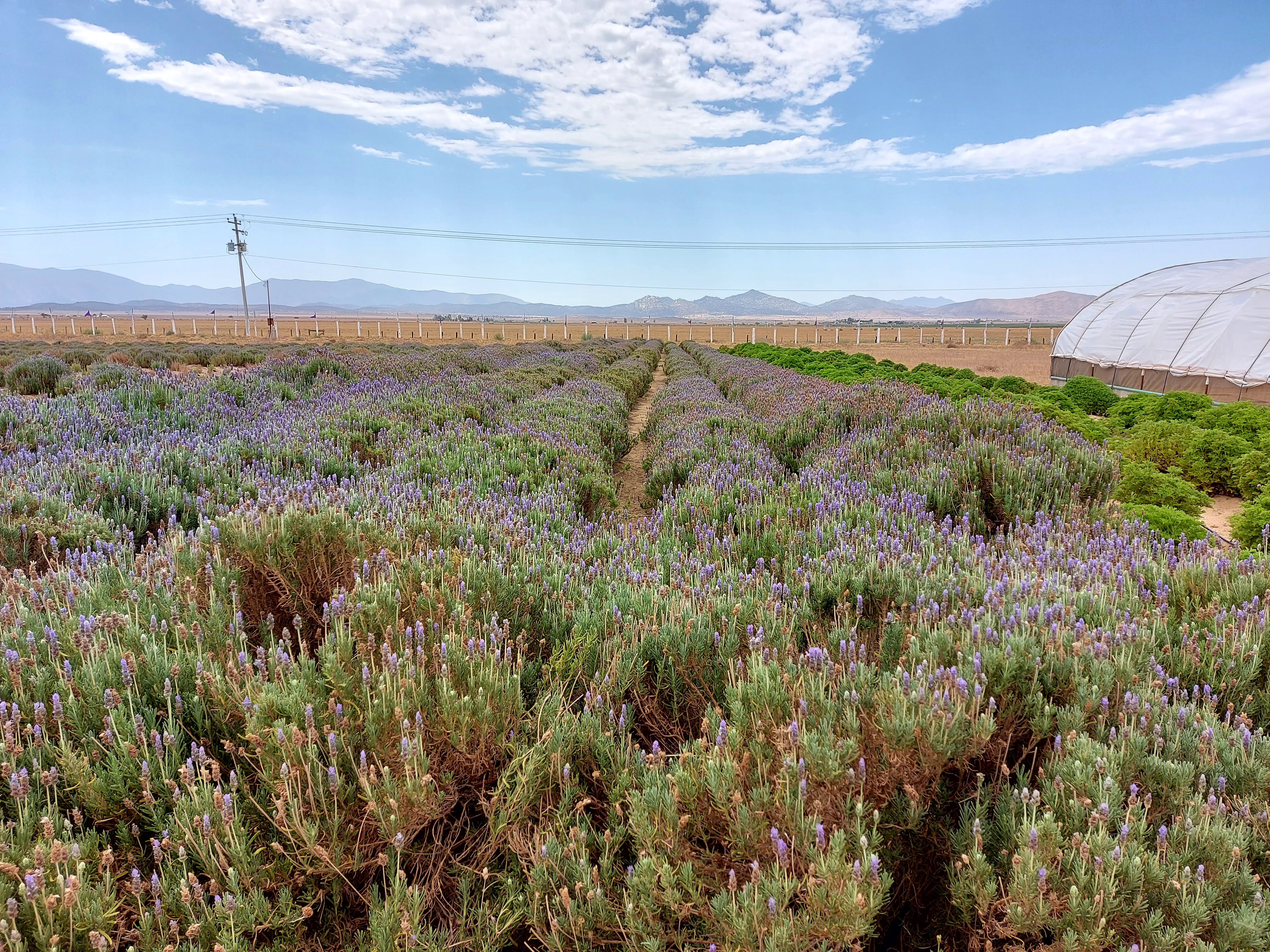 Aleyha Granja de Lavanda image 8
