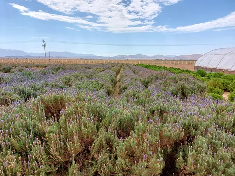 Aleyha Granja de Lavanda image 8