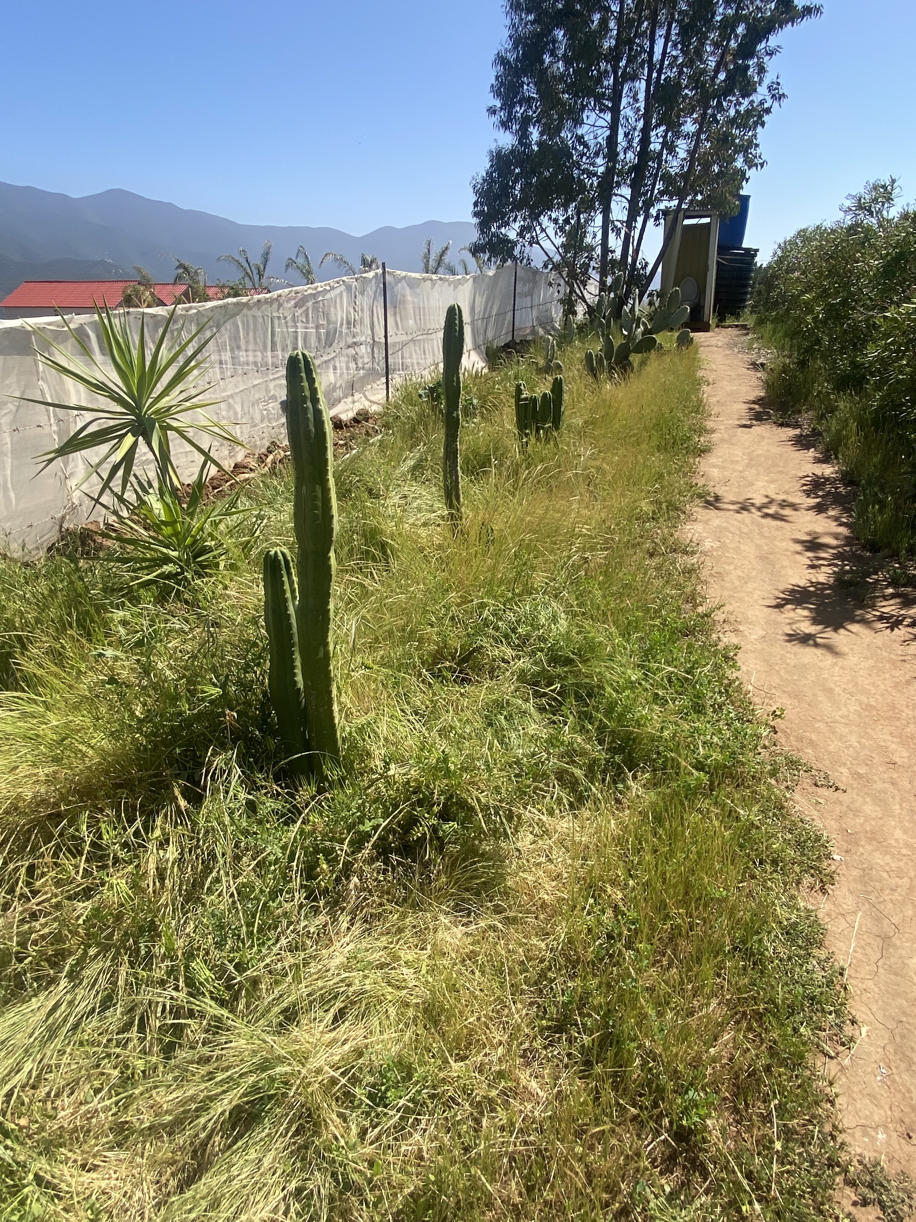 Shawii cocina image 6