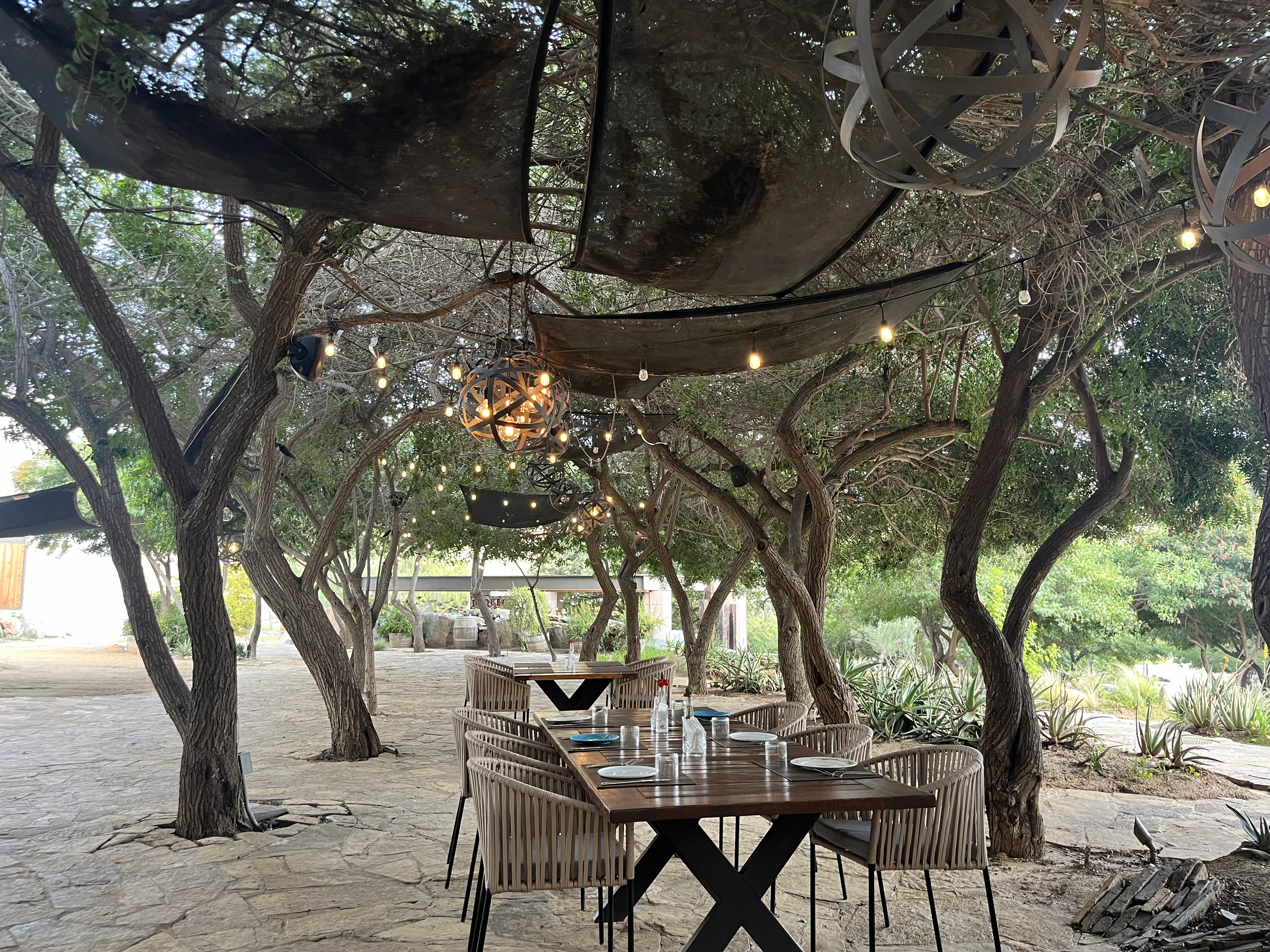 Damiana Restaurant image 1