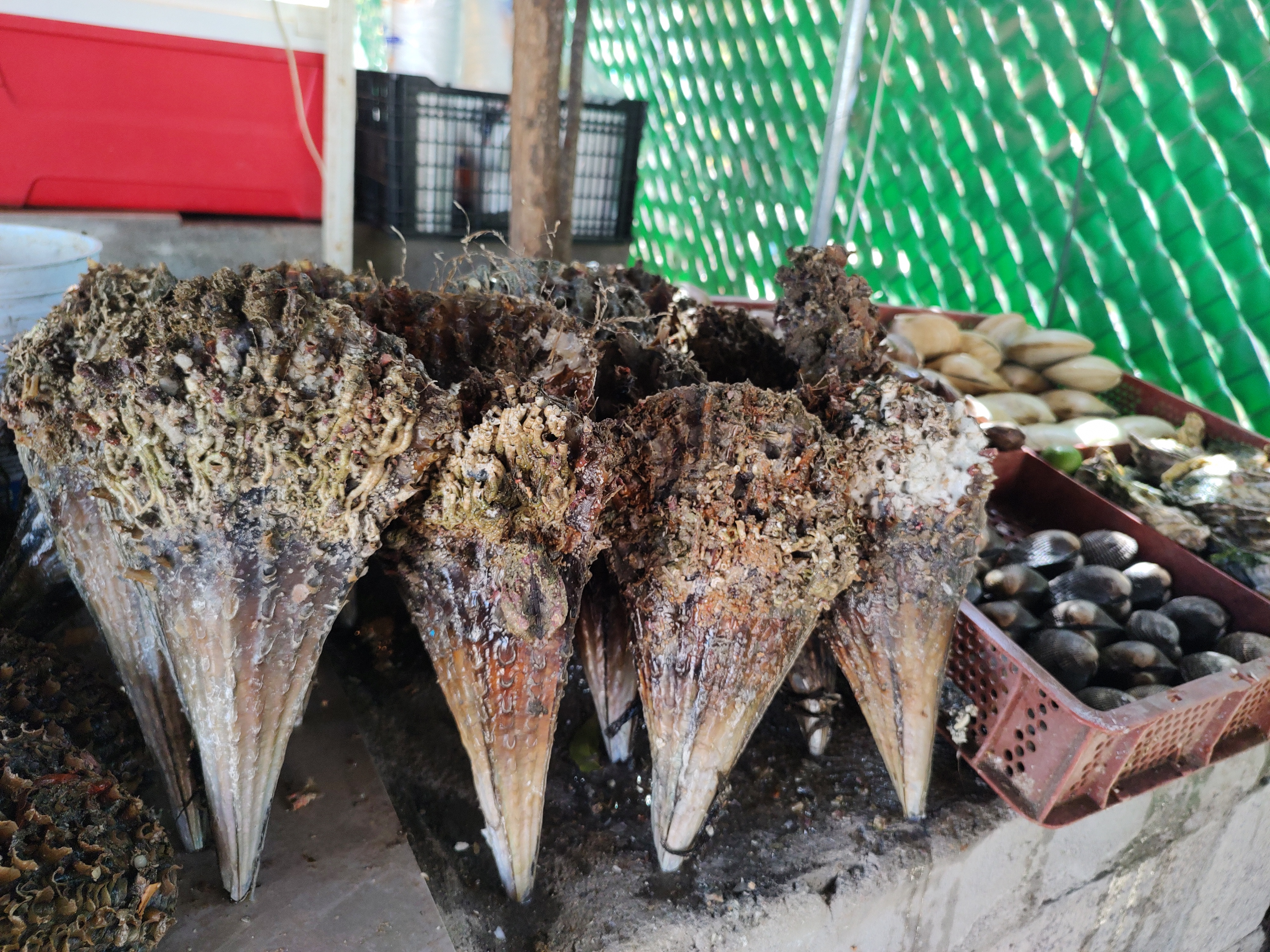 Mariscos Los Plebes image 4