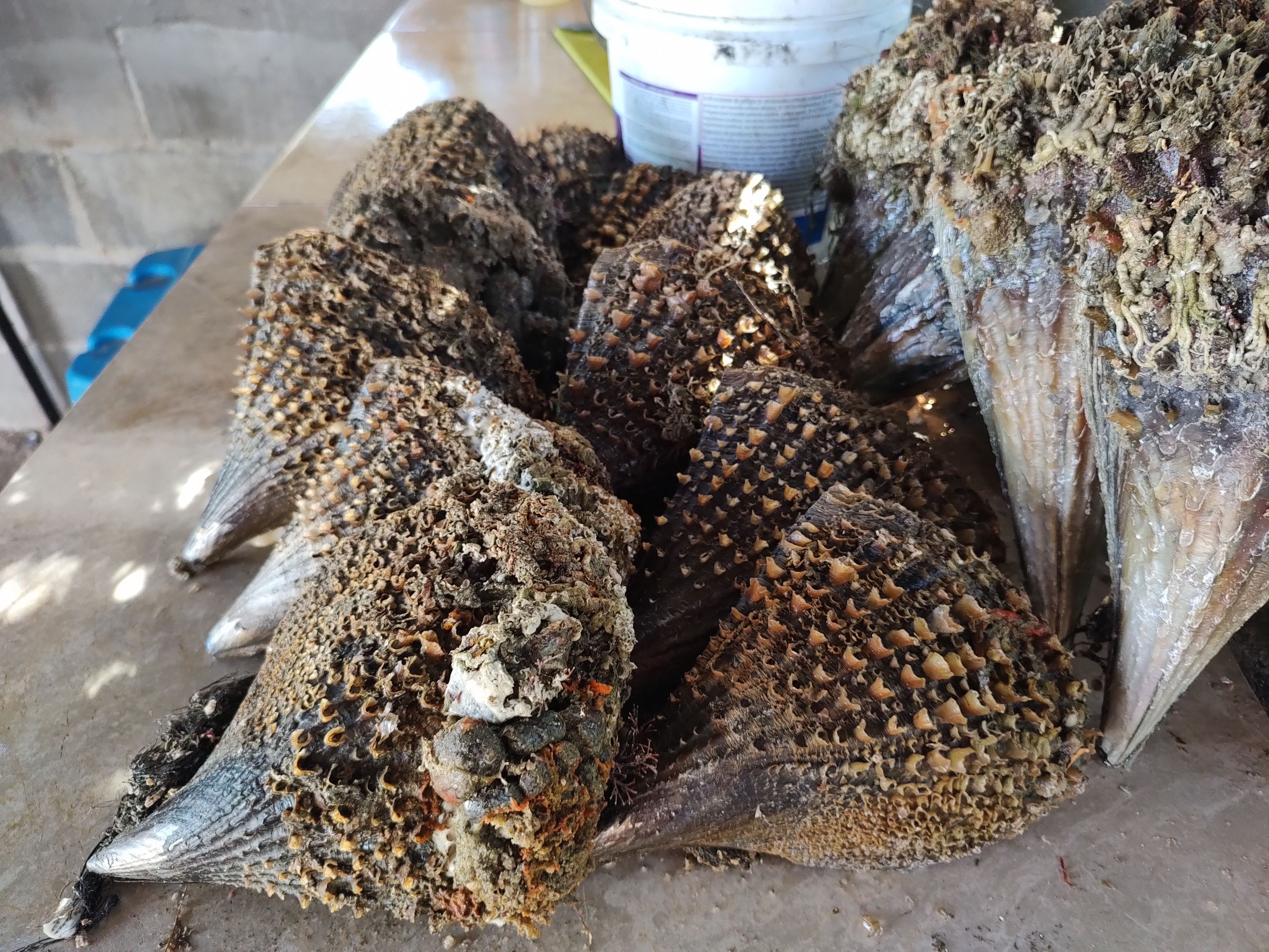 Mariscos Los Plebes image 10