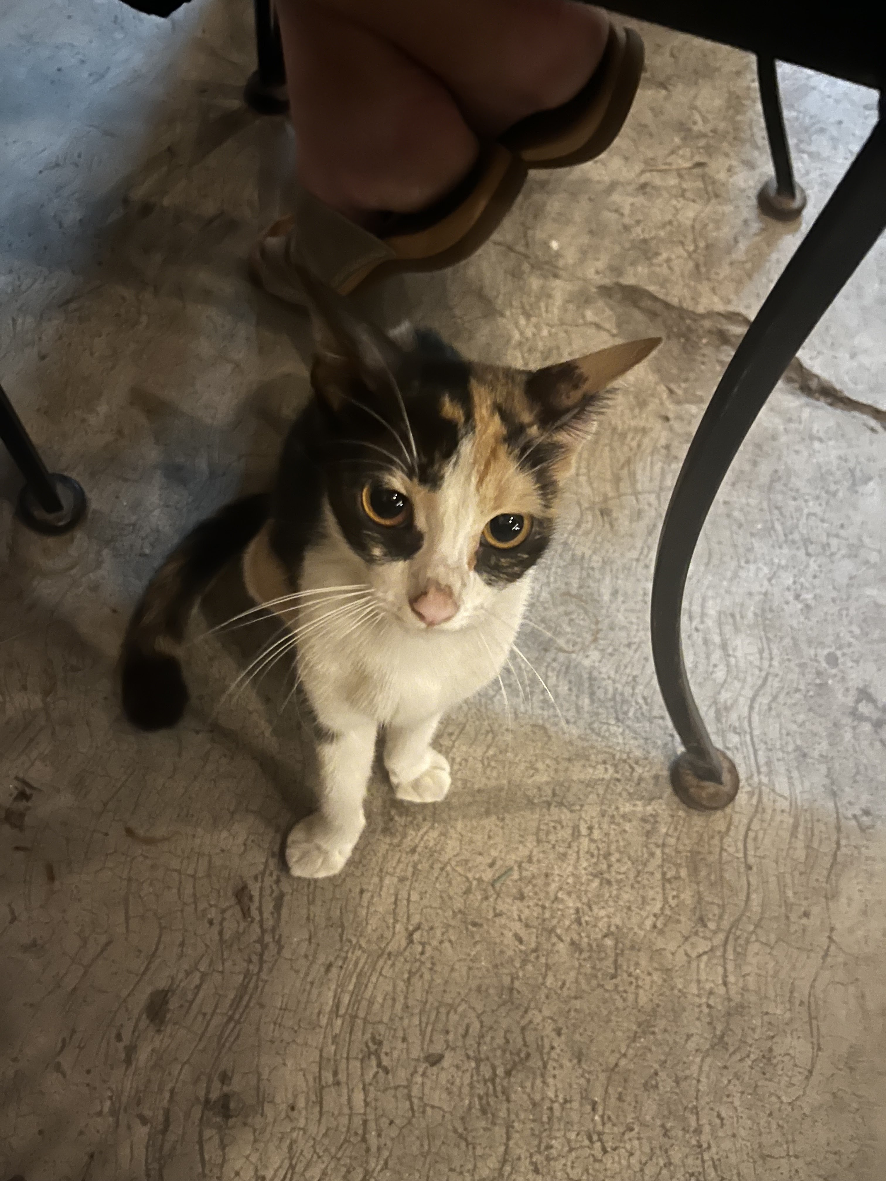 La Parrilla del Chef image 8