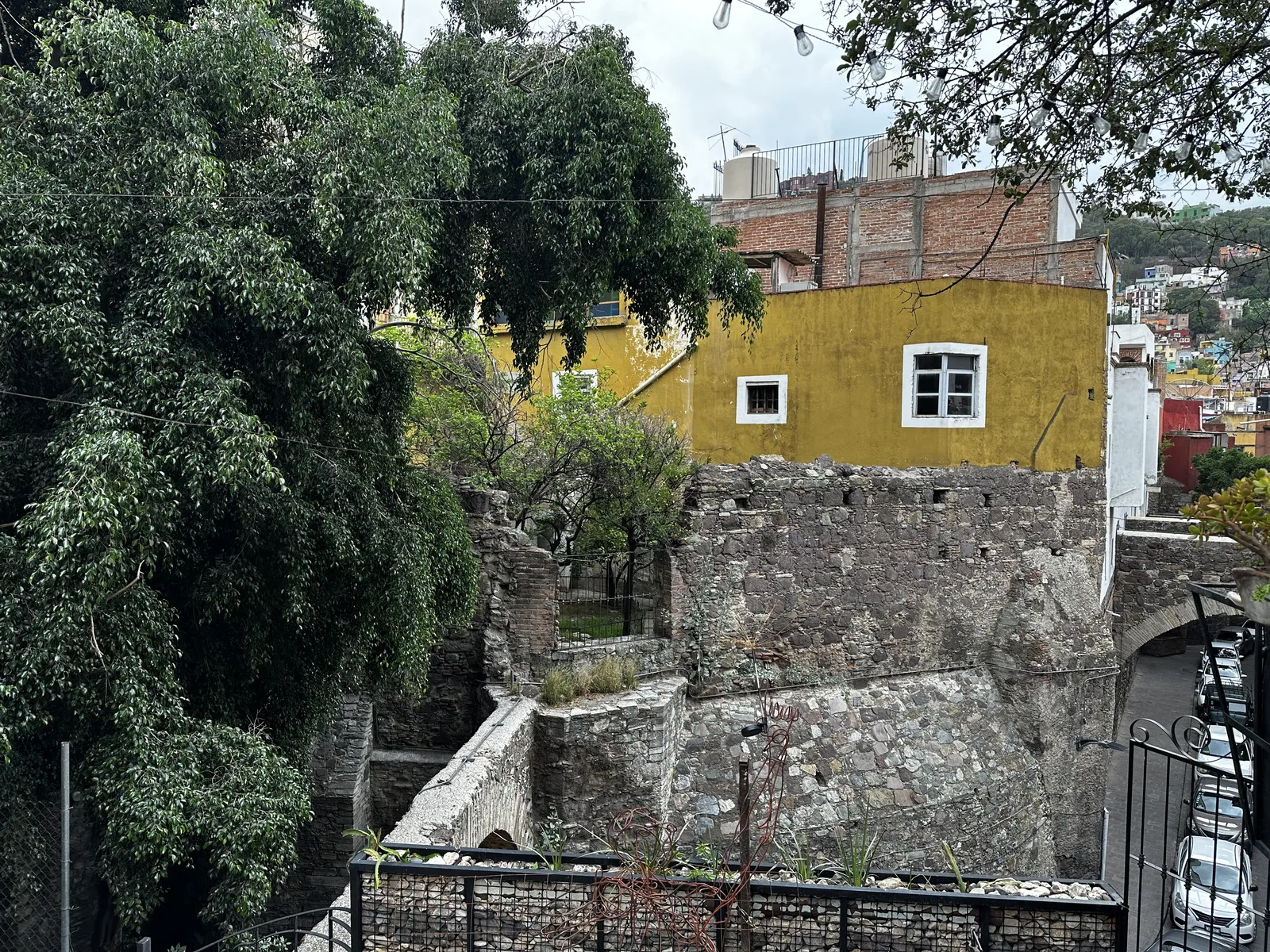 Escarola image 7