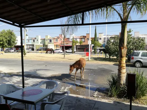 Mio Restaurancito image 7