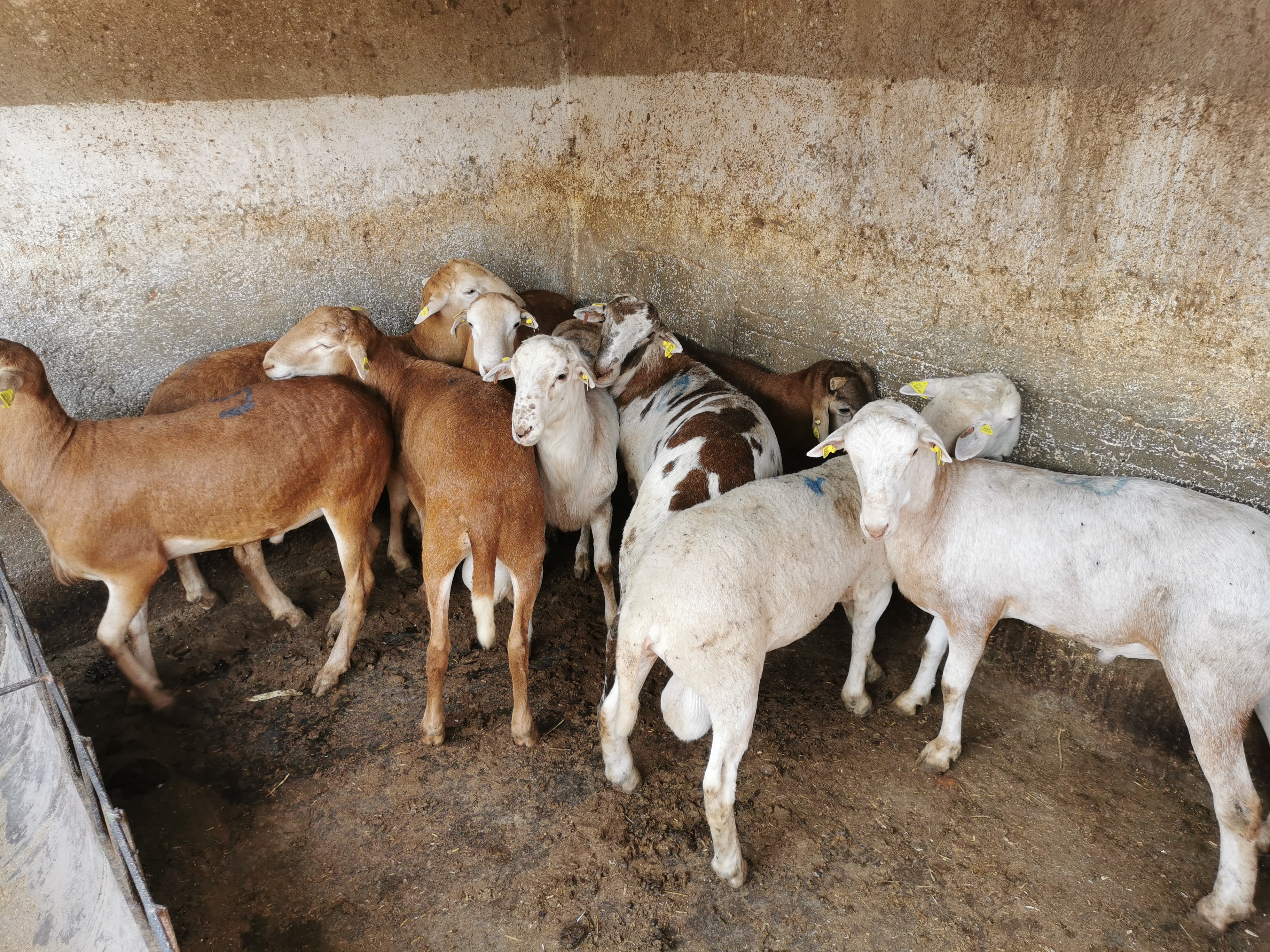 Barbacoa don gera image 5