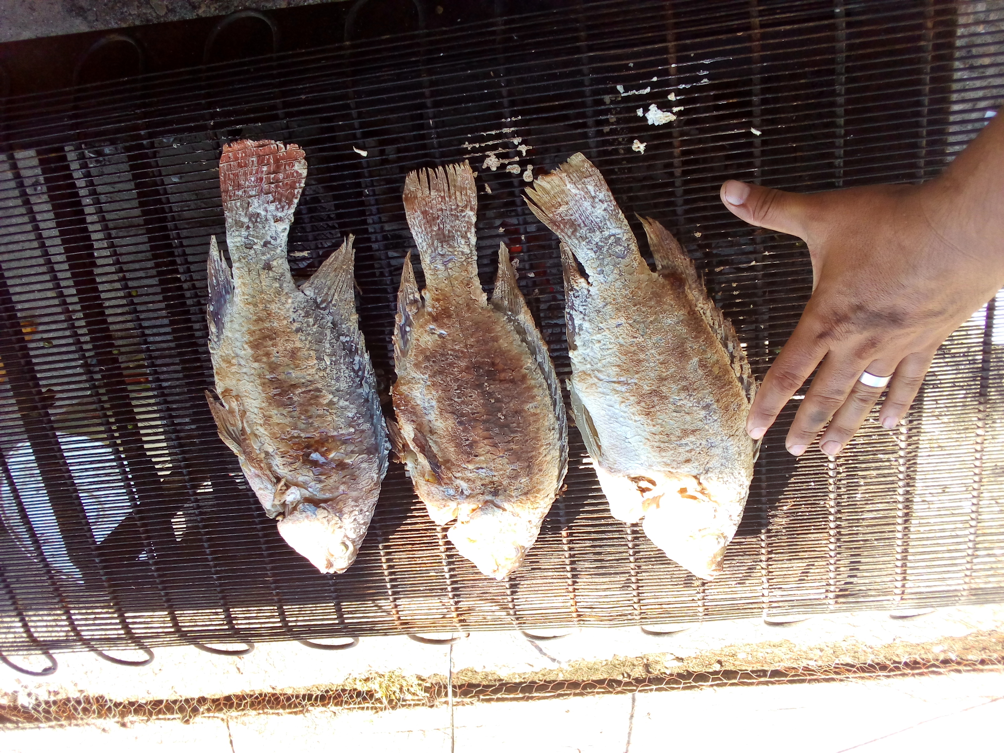 Pescaderia Junior image 1