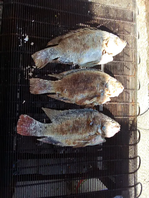 Pescaderia Junior image 2