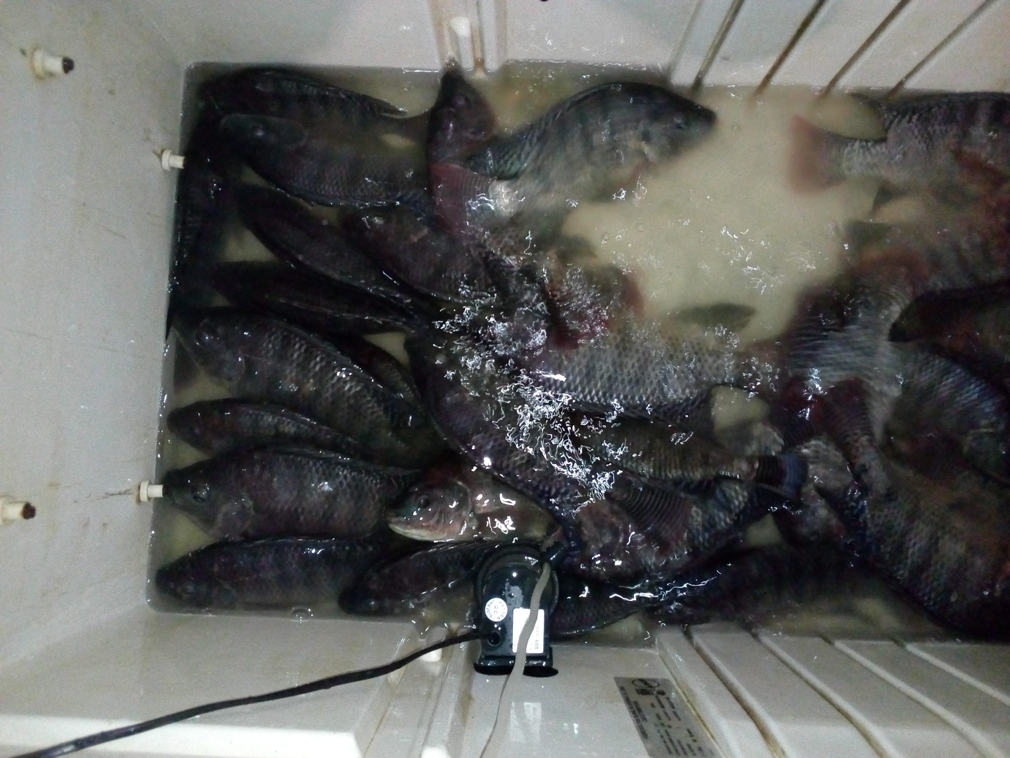 Pescaderia Junior image 3