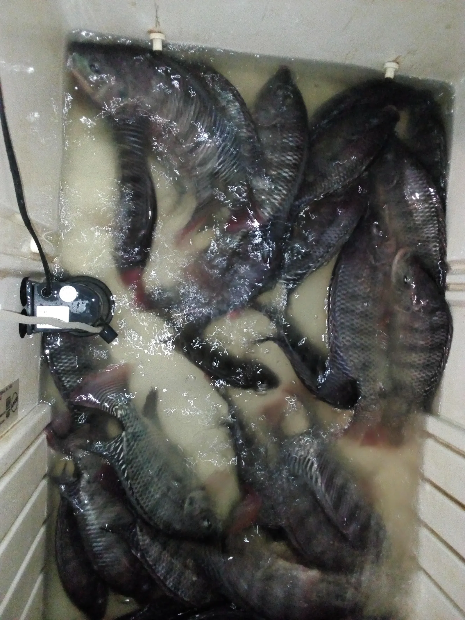 Pescaderia Junior image 6