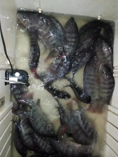 Pescaderia Junior image 6